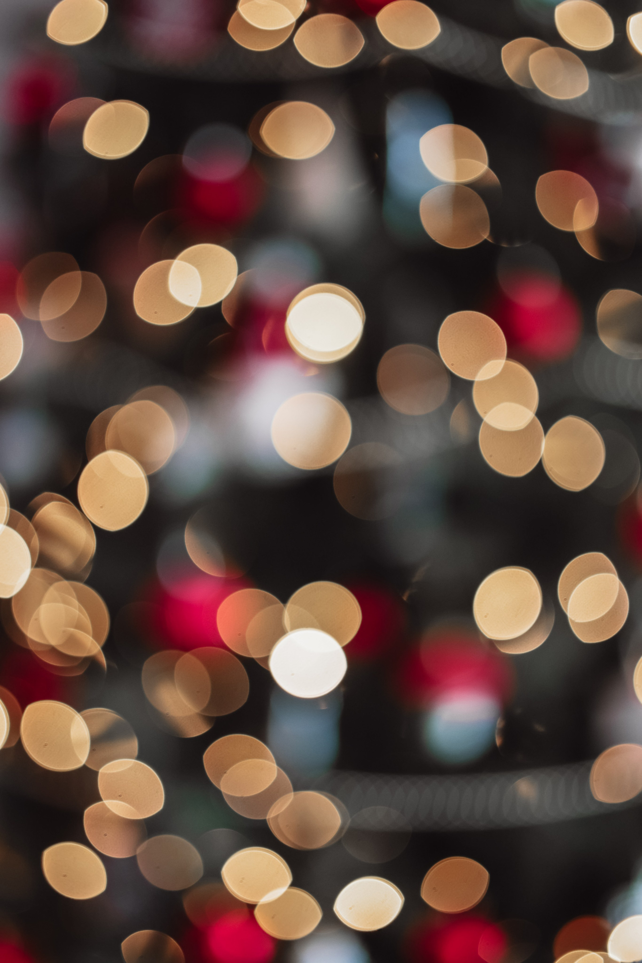 Christmas 2025. Eugenia Guryev Photography | Portrait & Family Photographer in Moncton, New Brunswick