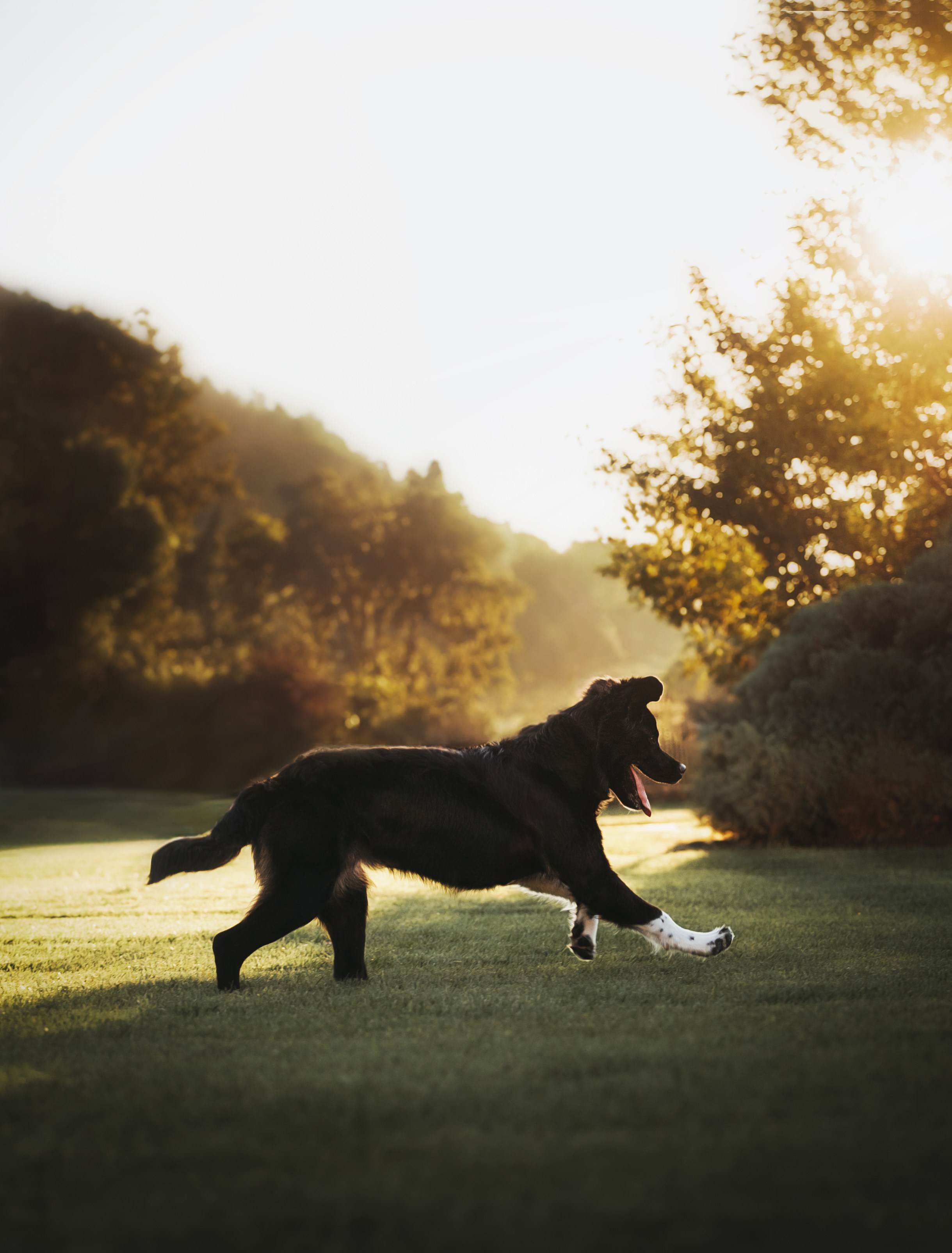 Pet Photographer Viktoriya Aleshenko