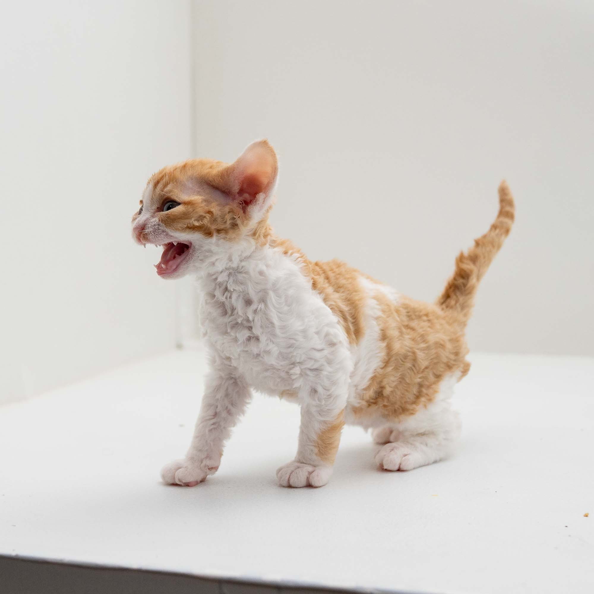 Gece, boy, born on 01.18.25. Devon Rex Pixie Cattery