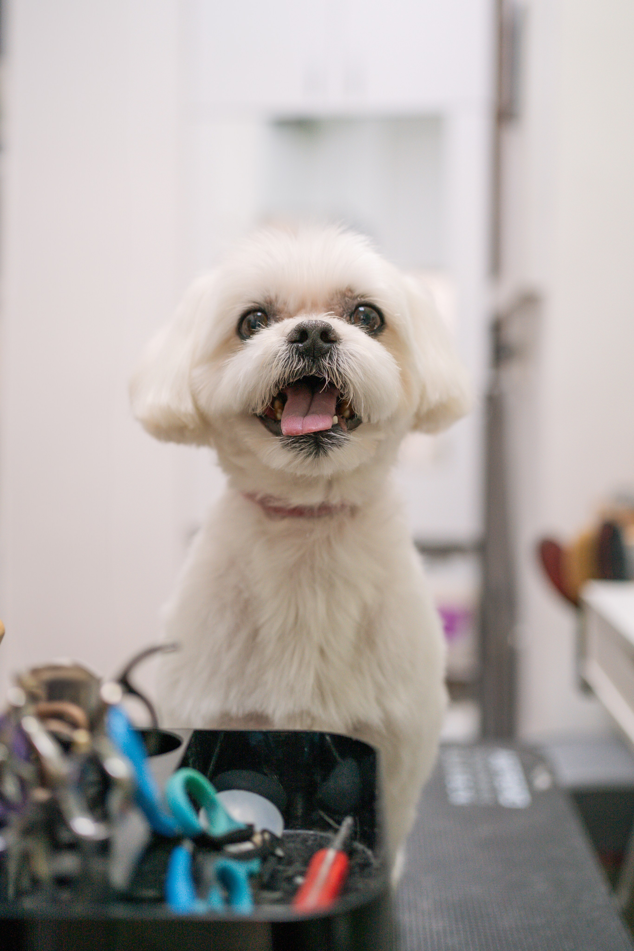 PetGroom Timisoara. Cozac Cristian Photographer