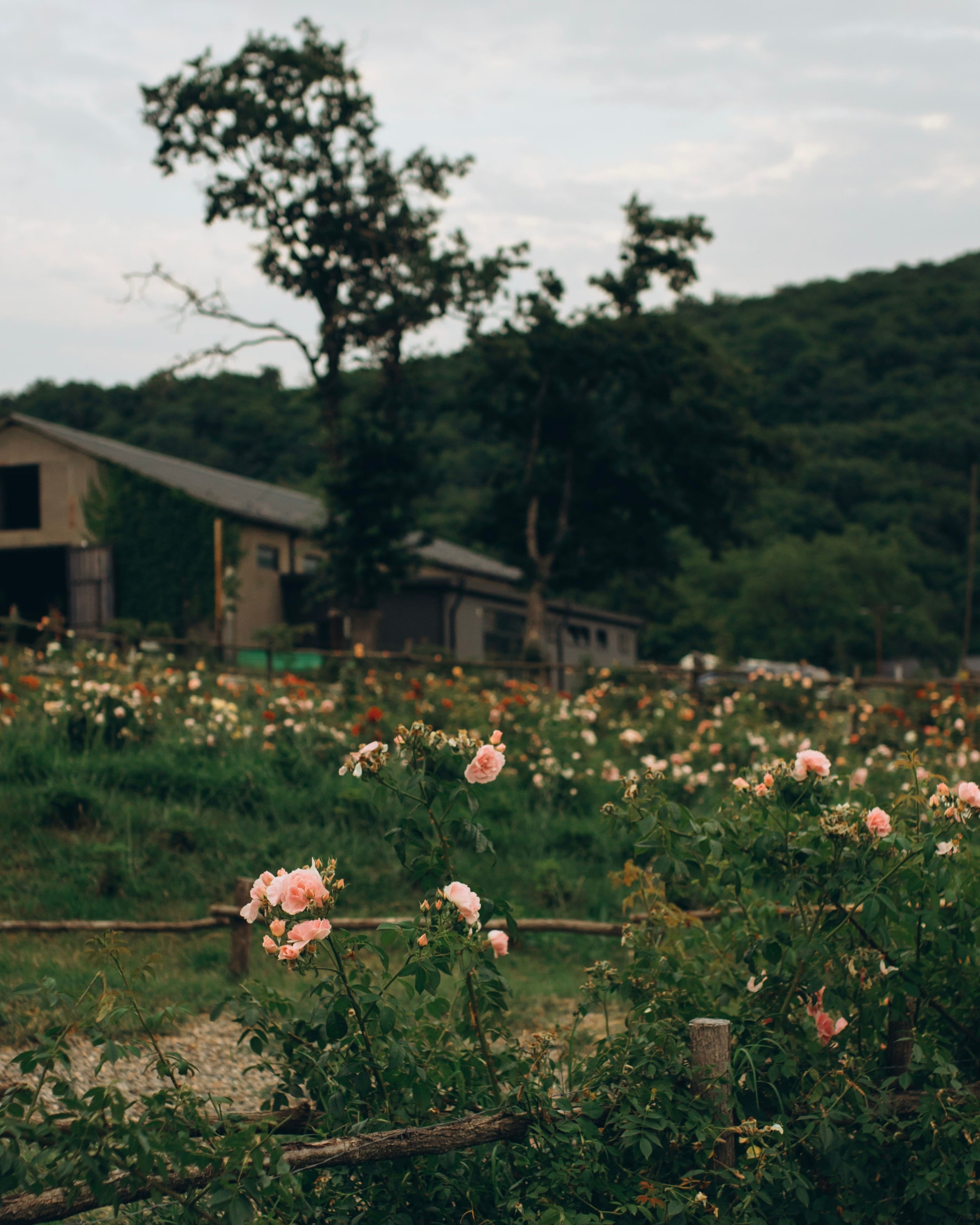 Wedding & lovestory. Mari tbilisi photographer Tbilisi Georgia