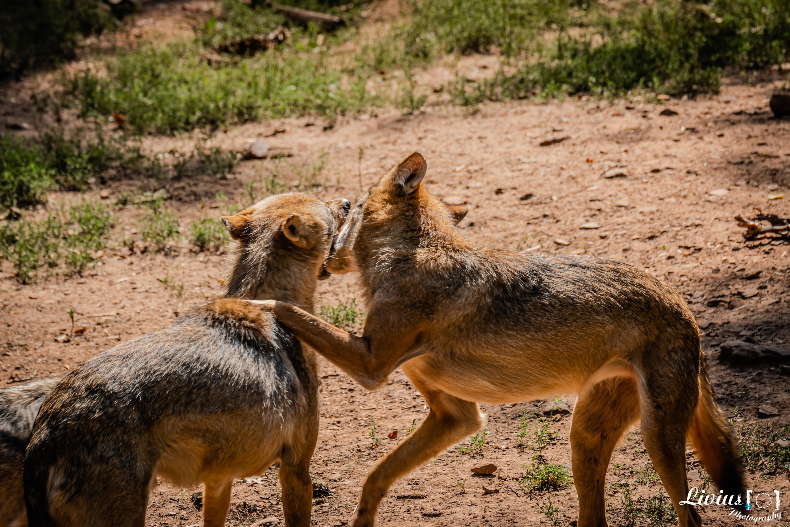 Wildpark Tambach. FOTO KREATIV