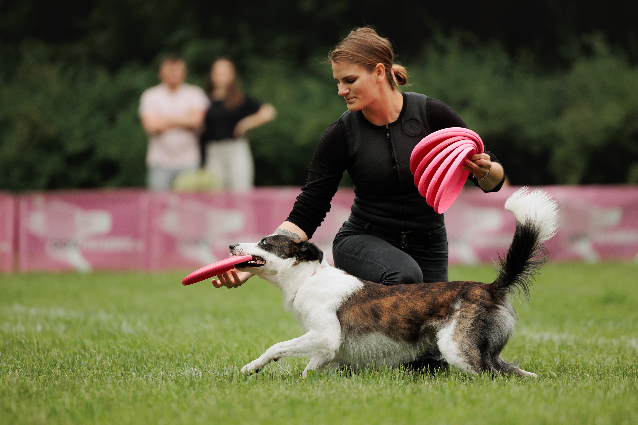 Latające psy, Wrocław'25. Kaja | fotograf psów we Wrocławiu
