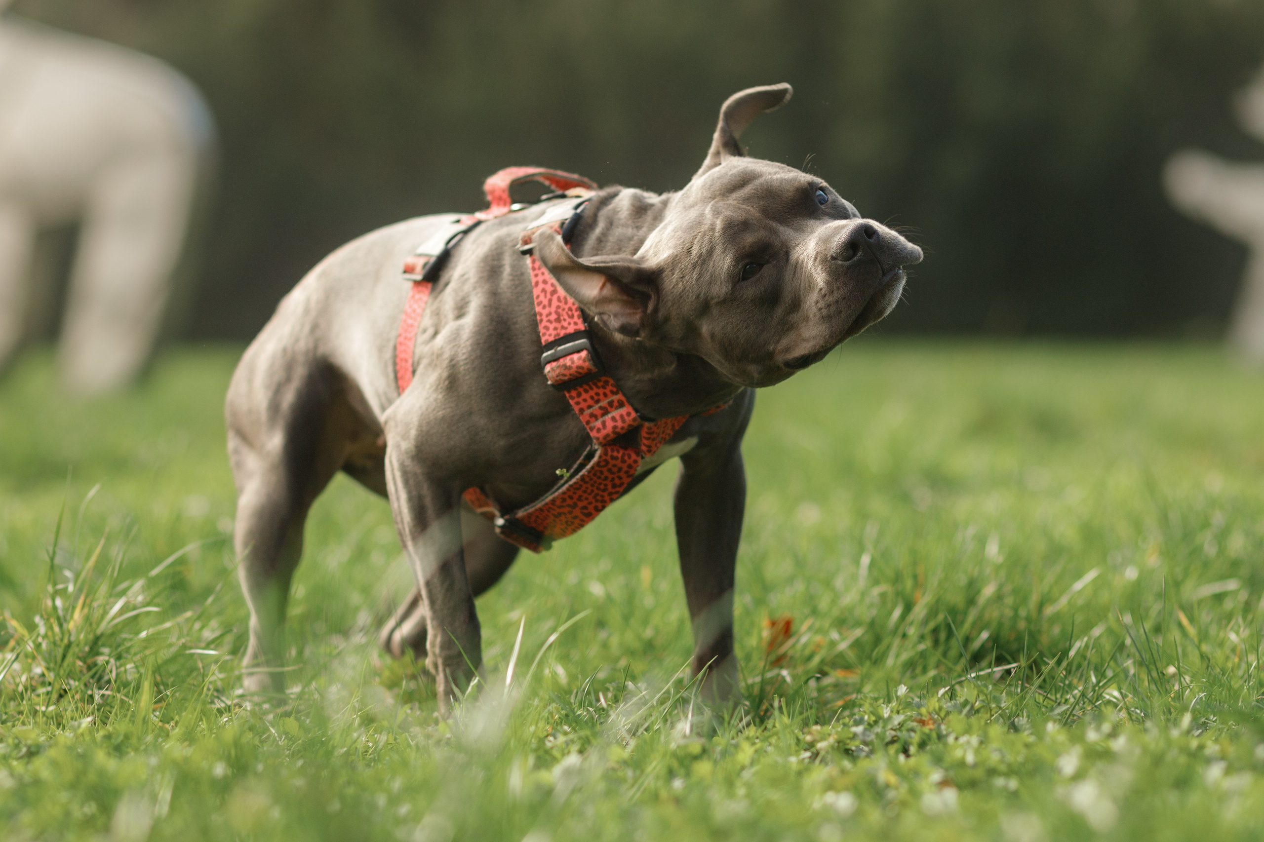 Bombka. Kaja | fotograf we Wrocławiu | ludzie i psy