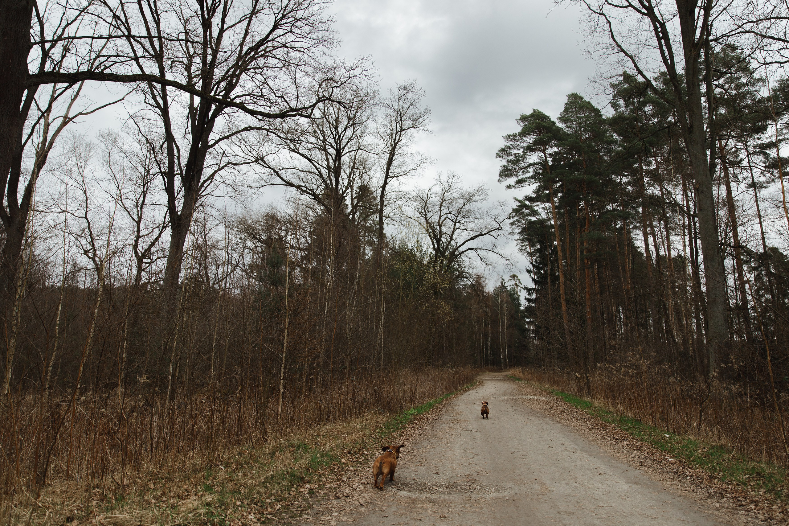 Ania, Franek & Vincent. Kaja | fotograf psów we Wrocławiu