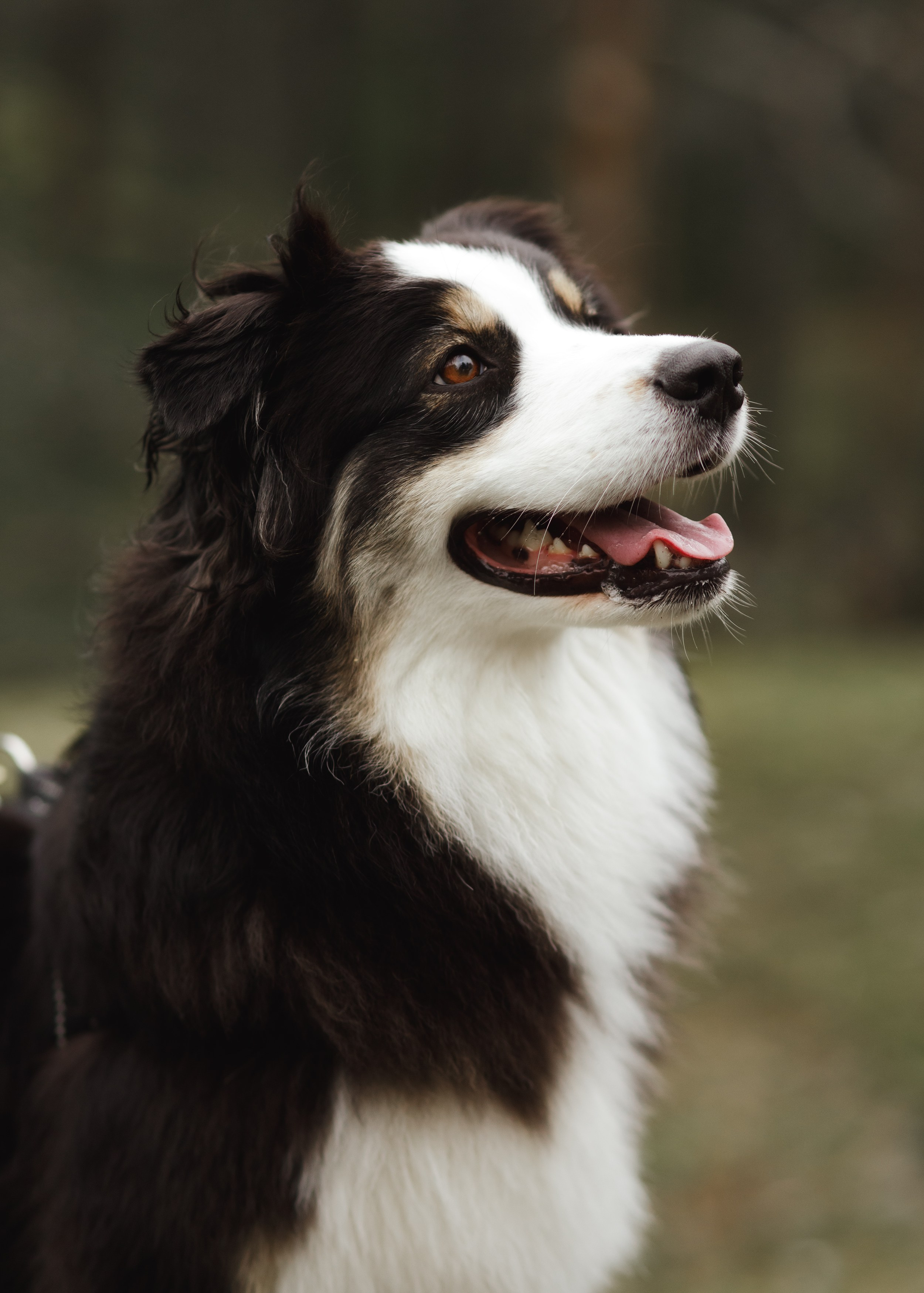 Finnish mossy hills. Kaja | fotograf psów we Wrocławiu