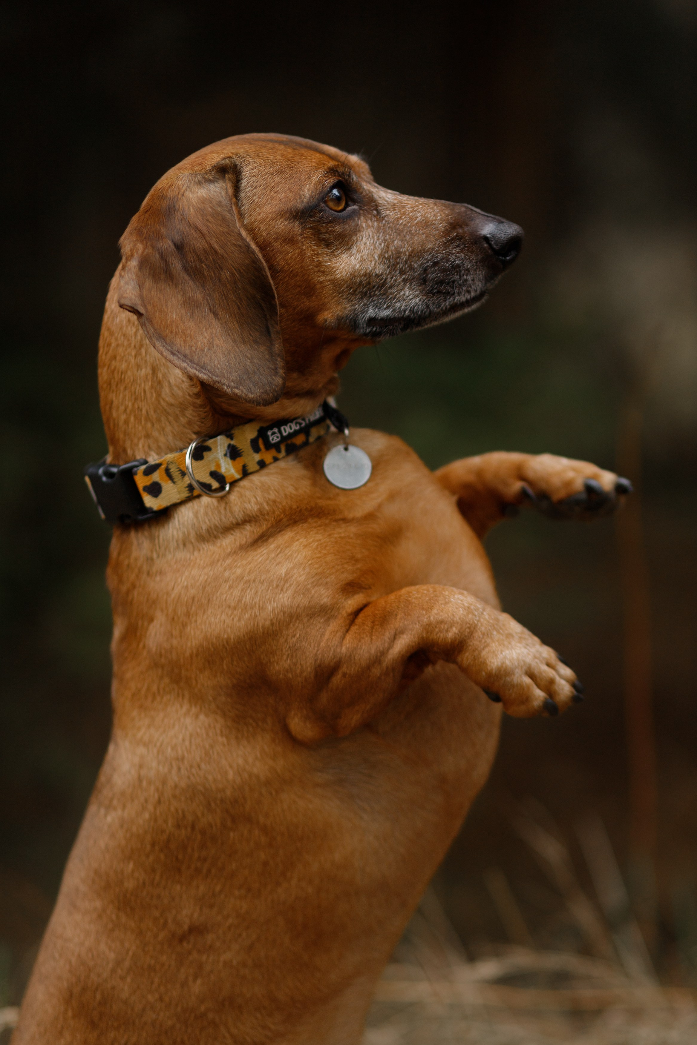 Ania, Franek & Vincent. Kaja | fotograf psów we Wrocławiu