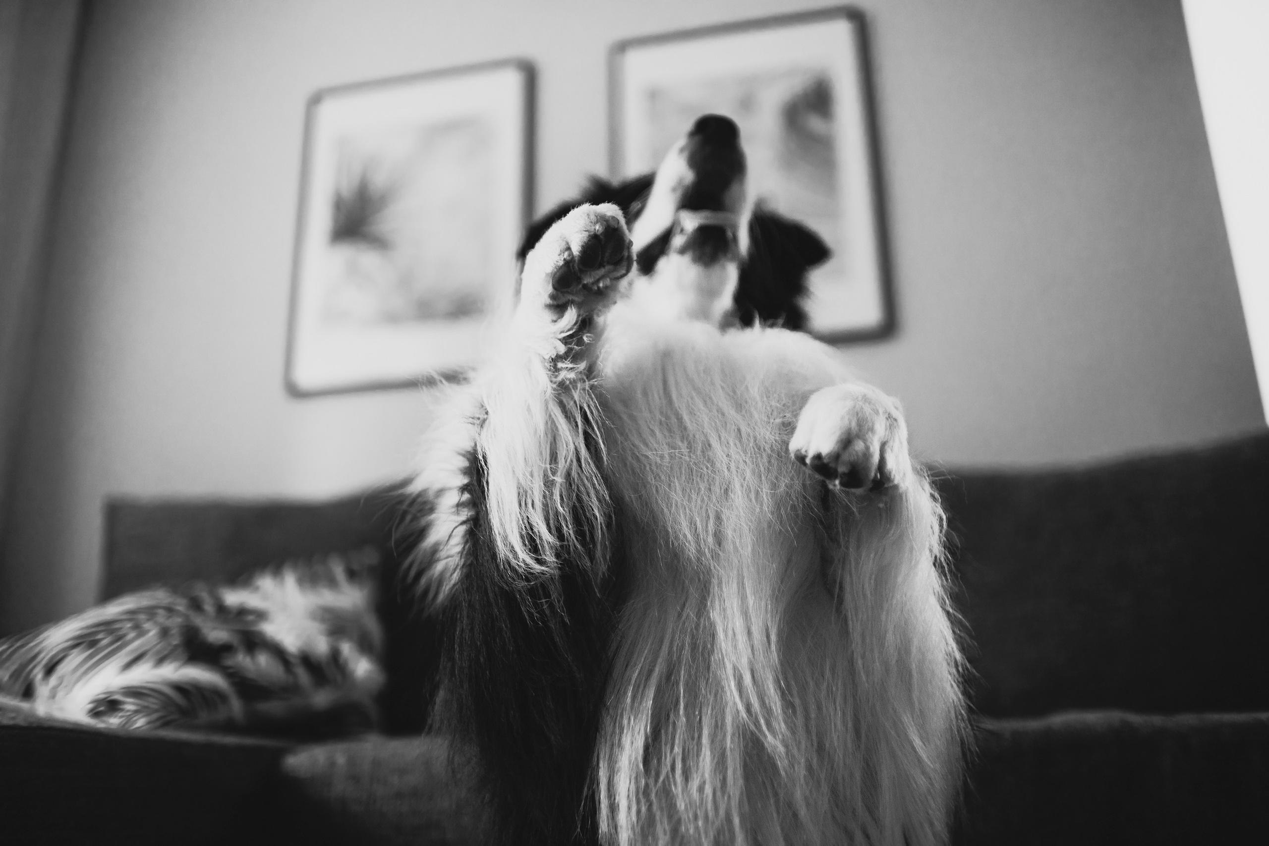 Evgenia & Richard. Kaja | fotograf we Wrocławiu | ludzie i psy