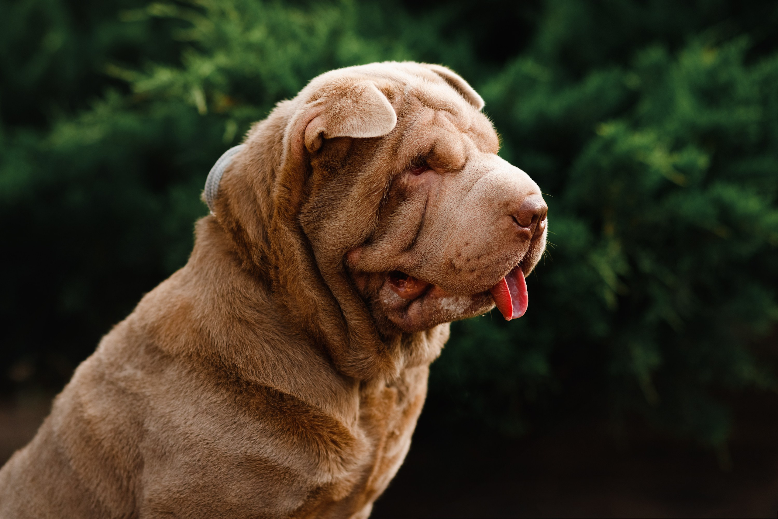 Shar pei in the city. Kaja | fotograf psów we Wrocławiu