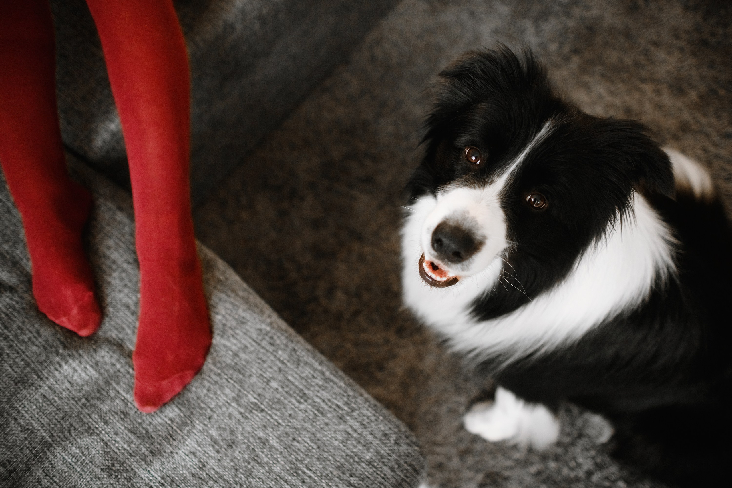 Evgenia & Richard. Kaja | fotograf we Wrocławiu | ludzie i psy