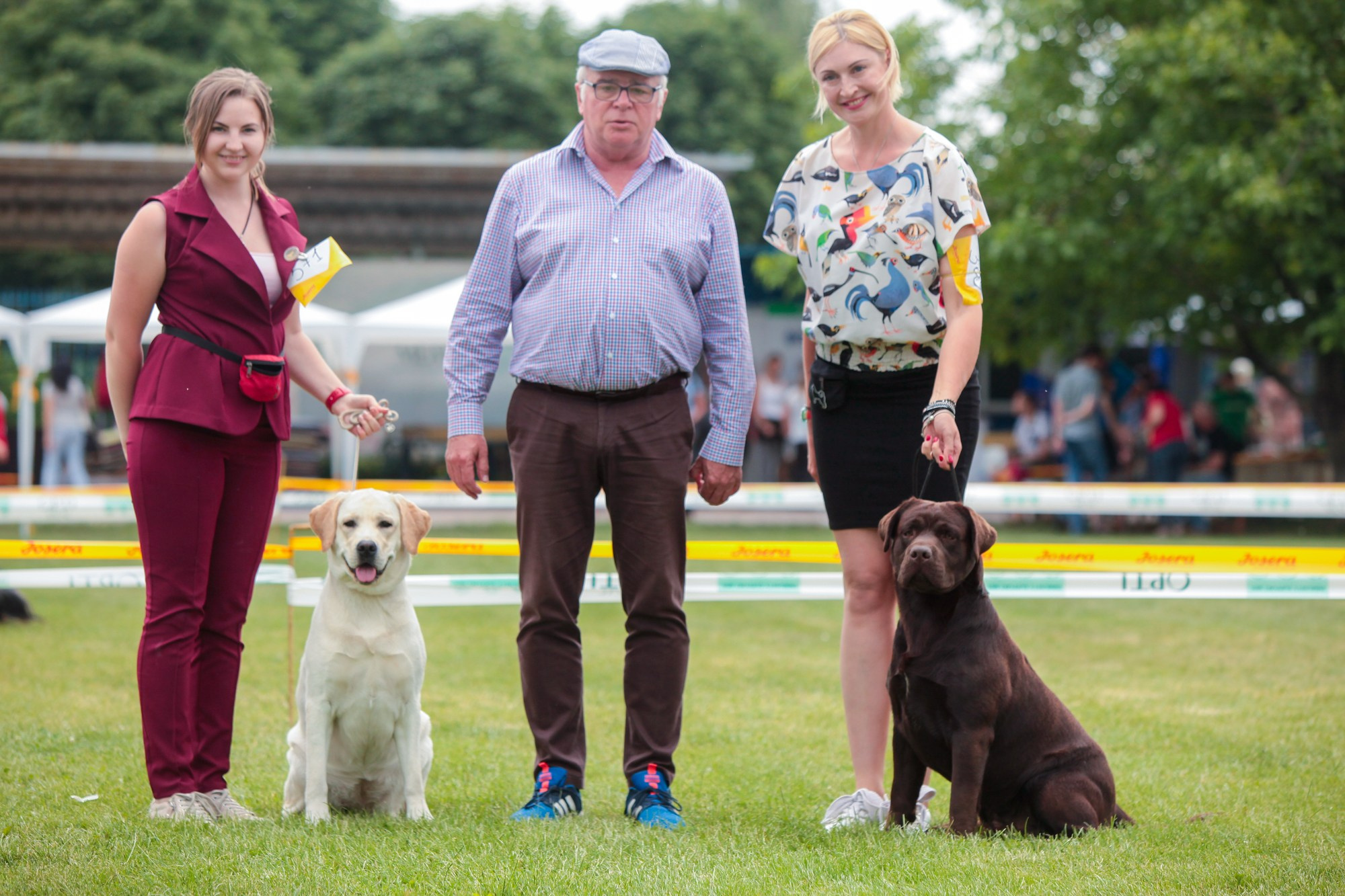 Newton. Цуценята лабрадор ретривера, Дніпро, Україна