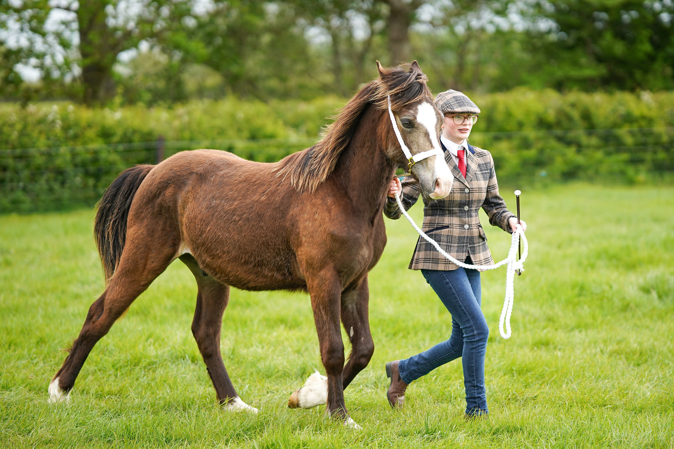 Showing. Leicestershire Equine Photography by El | Authentic Equine Portraits & Events