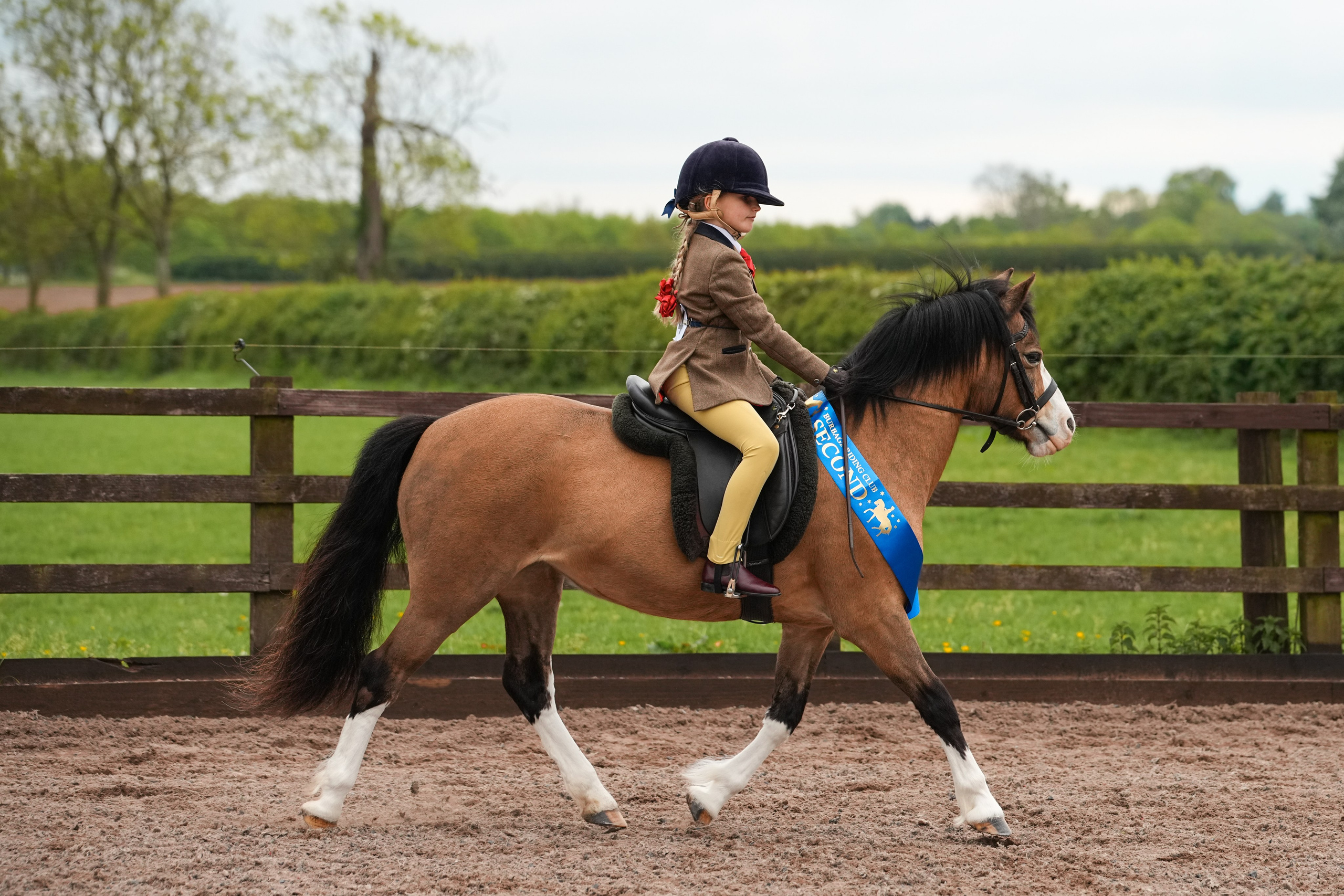 Showing. Leicestershire Equine Photography by El | Authentic Equine Portraits & Events