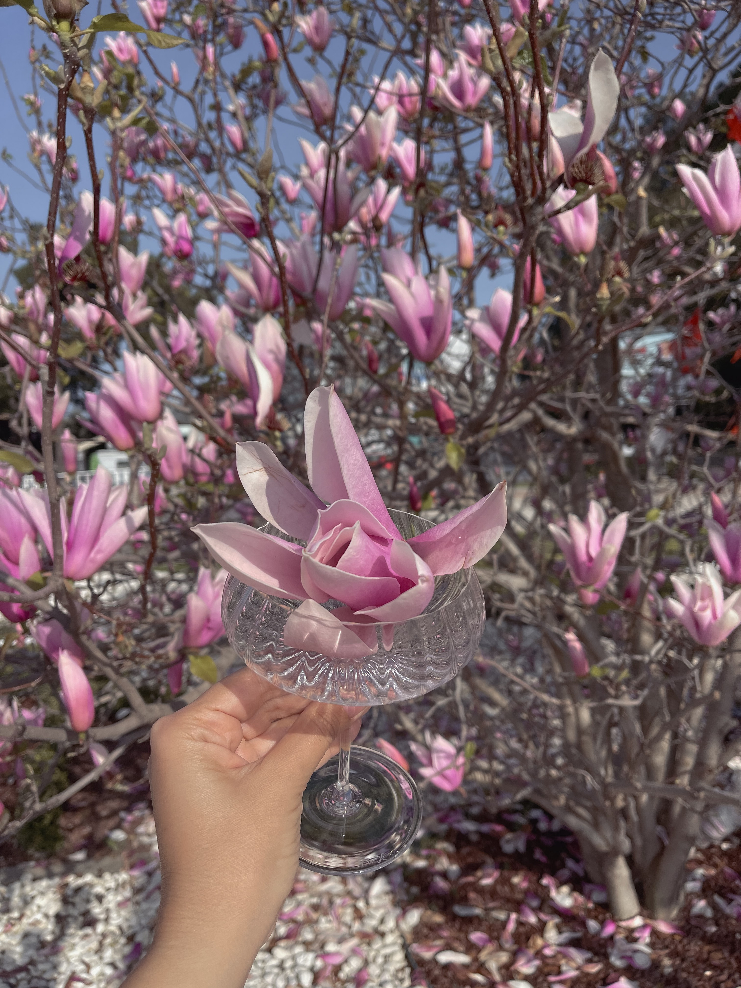 Фотосессия в Магнолии. Фото с магнолией. Магнолия цветет в Кемере. Весна в Кемере. Что цветет в Турции? Что посетить в Кемере. Фотограф в Анталии. Фотограф в Турции. Фотограф в Белеке. Фотограф в Алании. Фотограф Аланья. Фотограф Анталья. Фотограф Белек. Фотограф Турция. Фотограф Каш. Фотограф Бодрум. Свадебнвй фотограф в Турции. Организатор свадеб в Турции . Оранизатор свадеб в Алании. Организатор свадеб в Анталии. Что цветет в Турции. Что цветет на анталийском побережье.