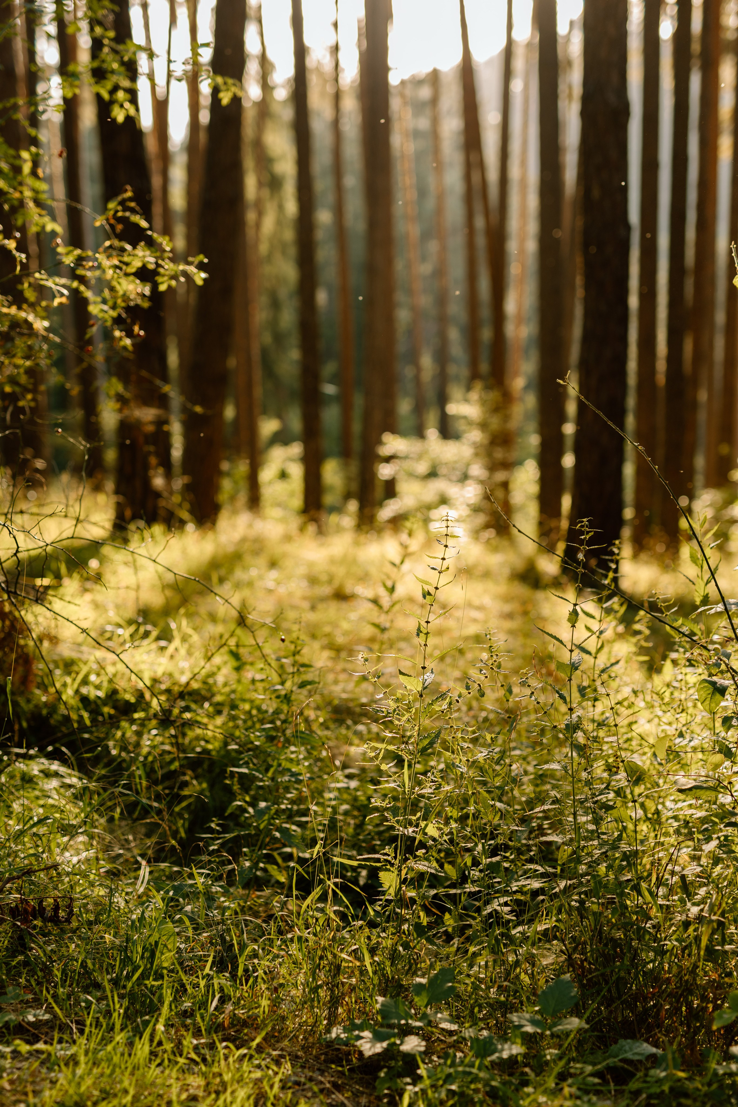 Sanziana, Daniel & Alexandru — Family. Main
