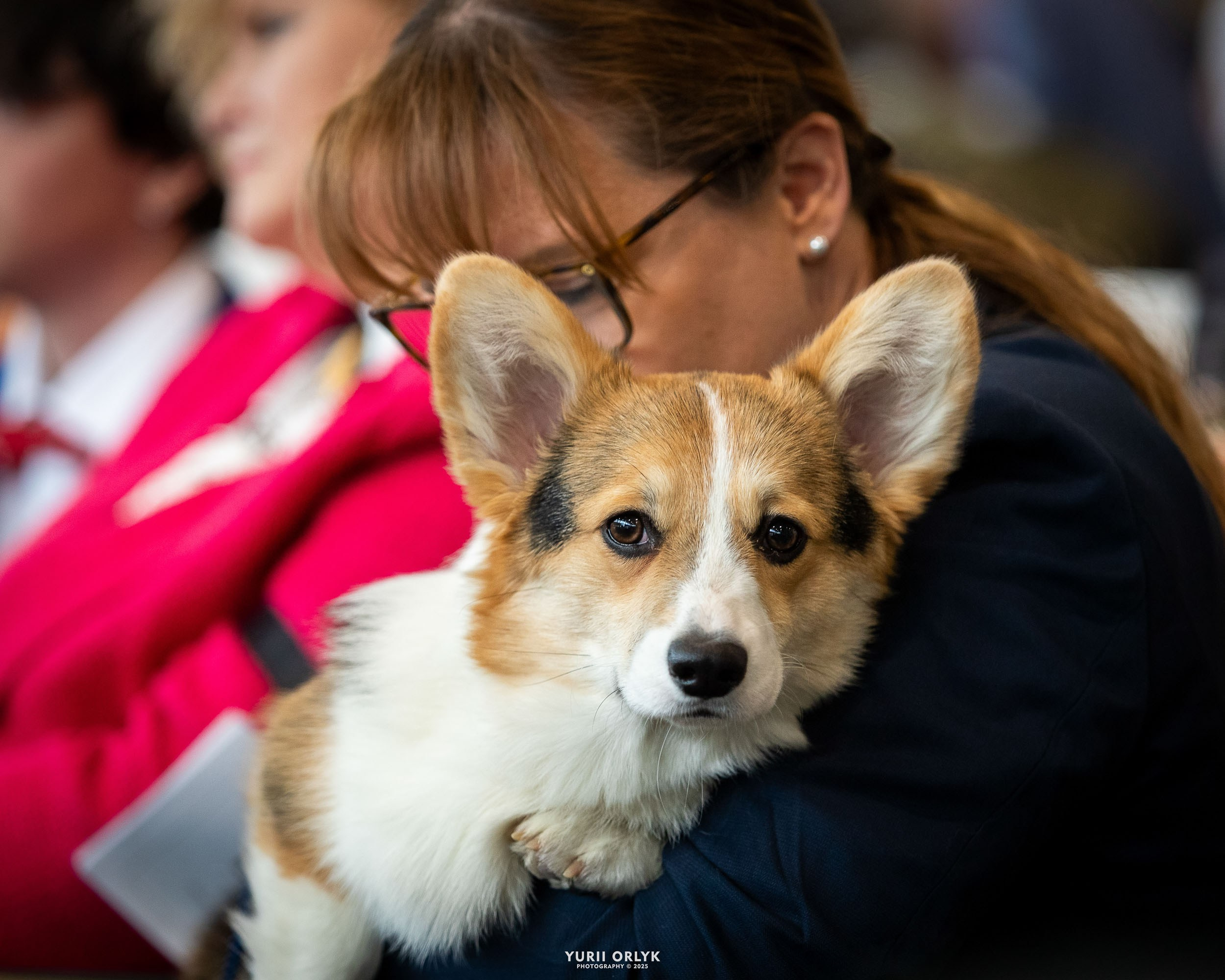 Dog Shows. Yurii Orlyk Photography