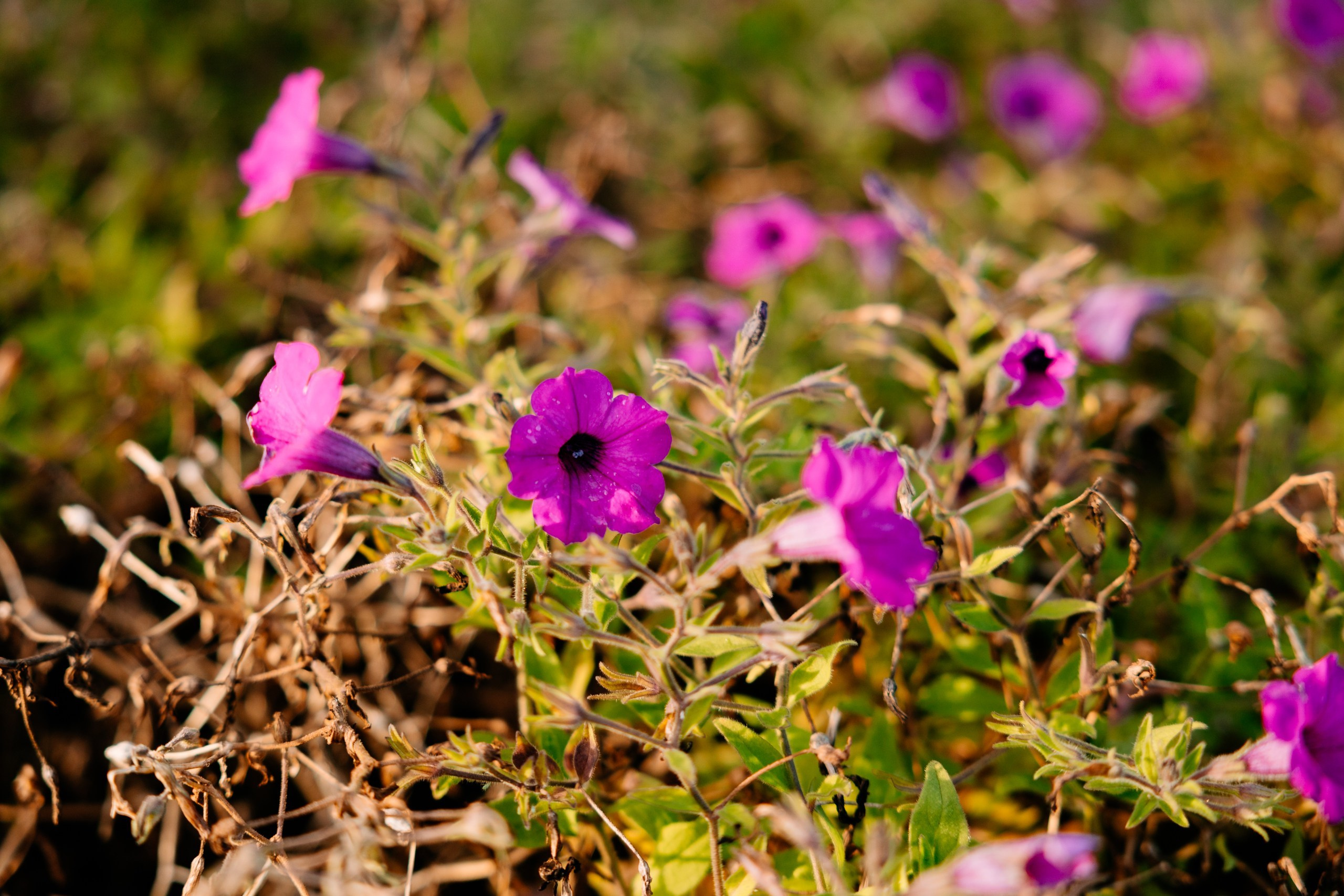 Basia ♡ Bartek. Fotograf Ślubny Warszawa - Sesje Biznesowe Rodzinne Eventy