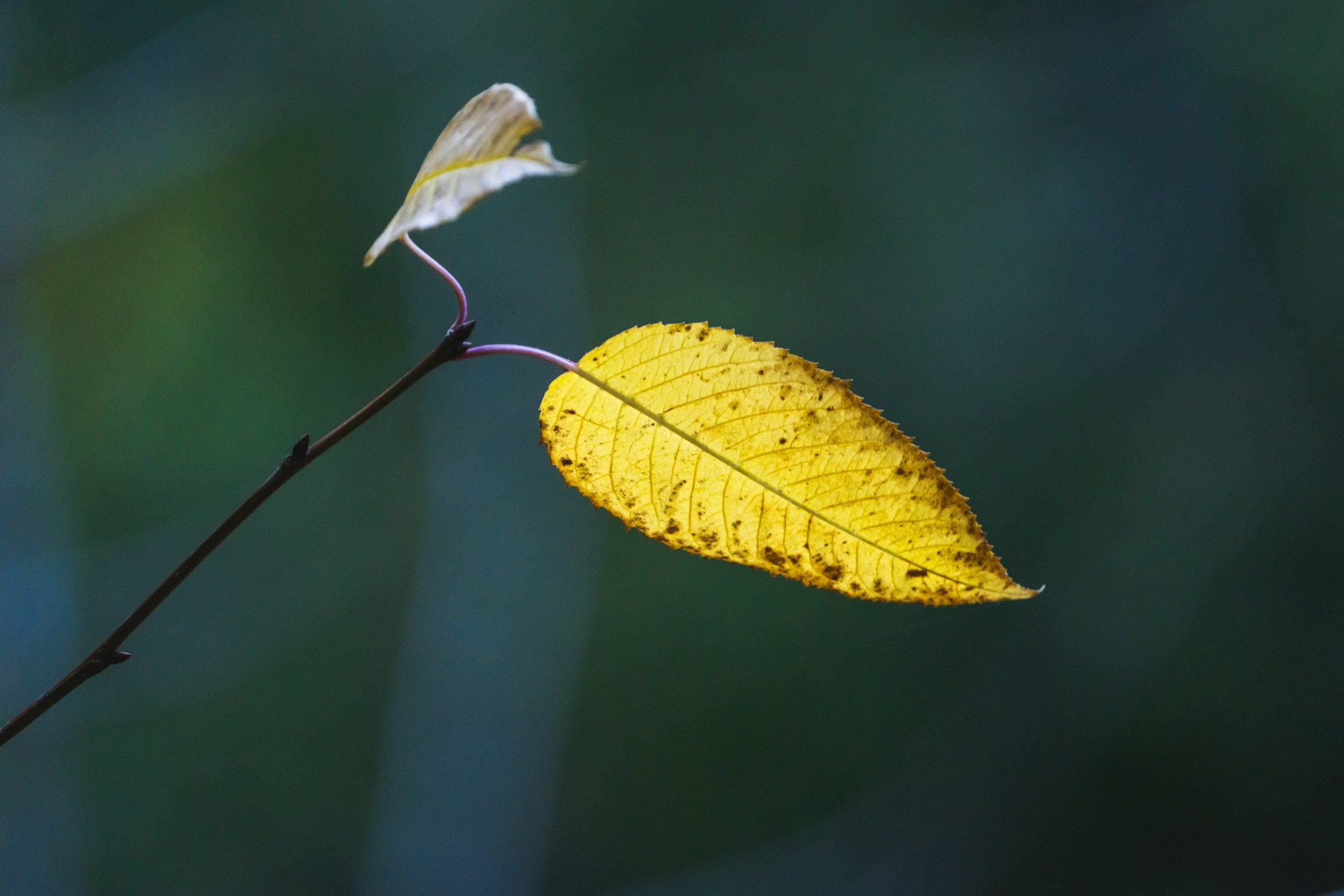 Otoño 2026 en la Araucanía. Fotógrafo de naturaleza en Chile Cristian Larrere Worner