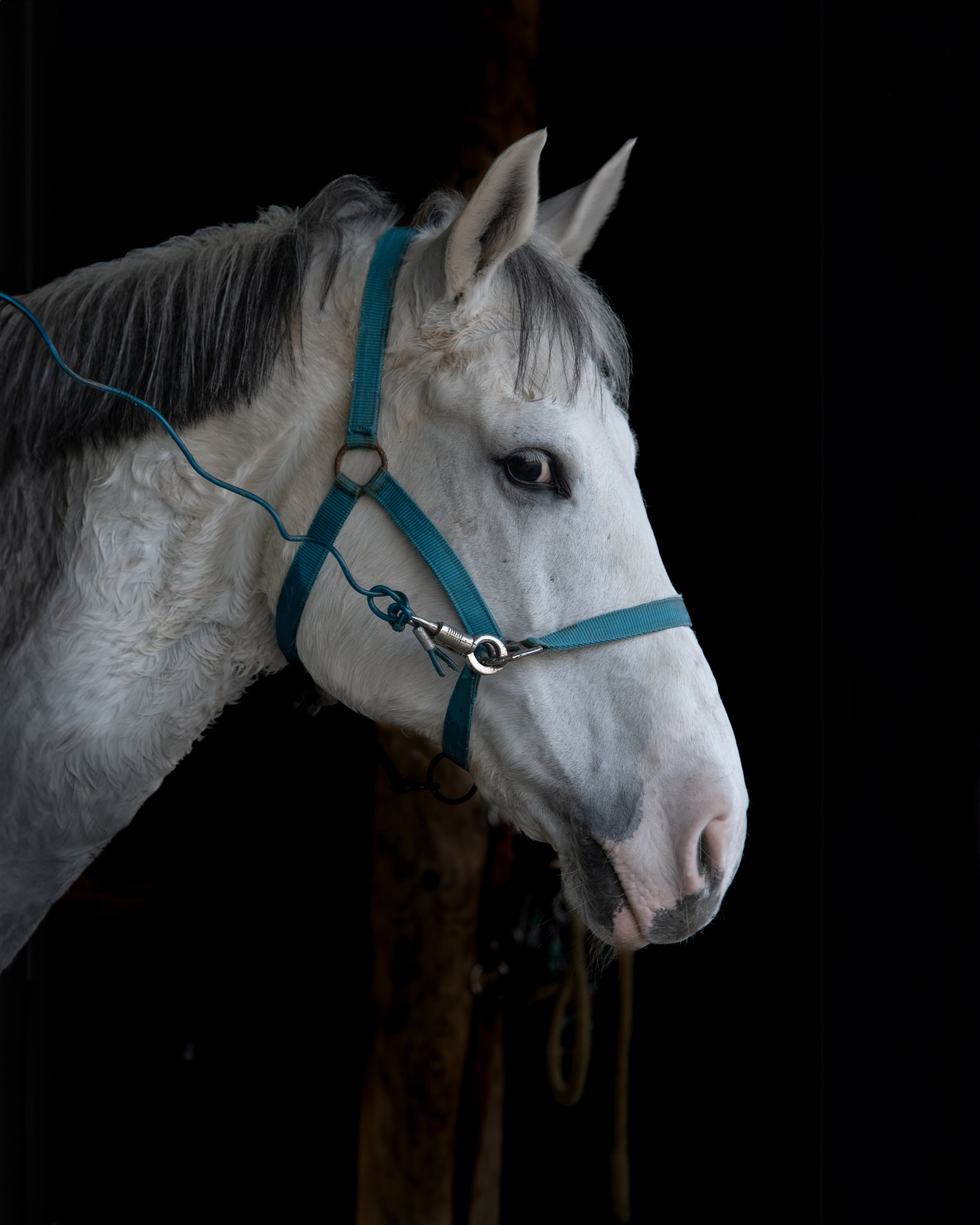 HORSES. Anastasiia Antoniuk portrait, family and couple photographer, Portugal