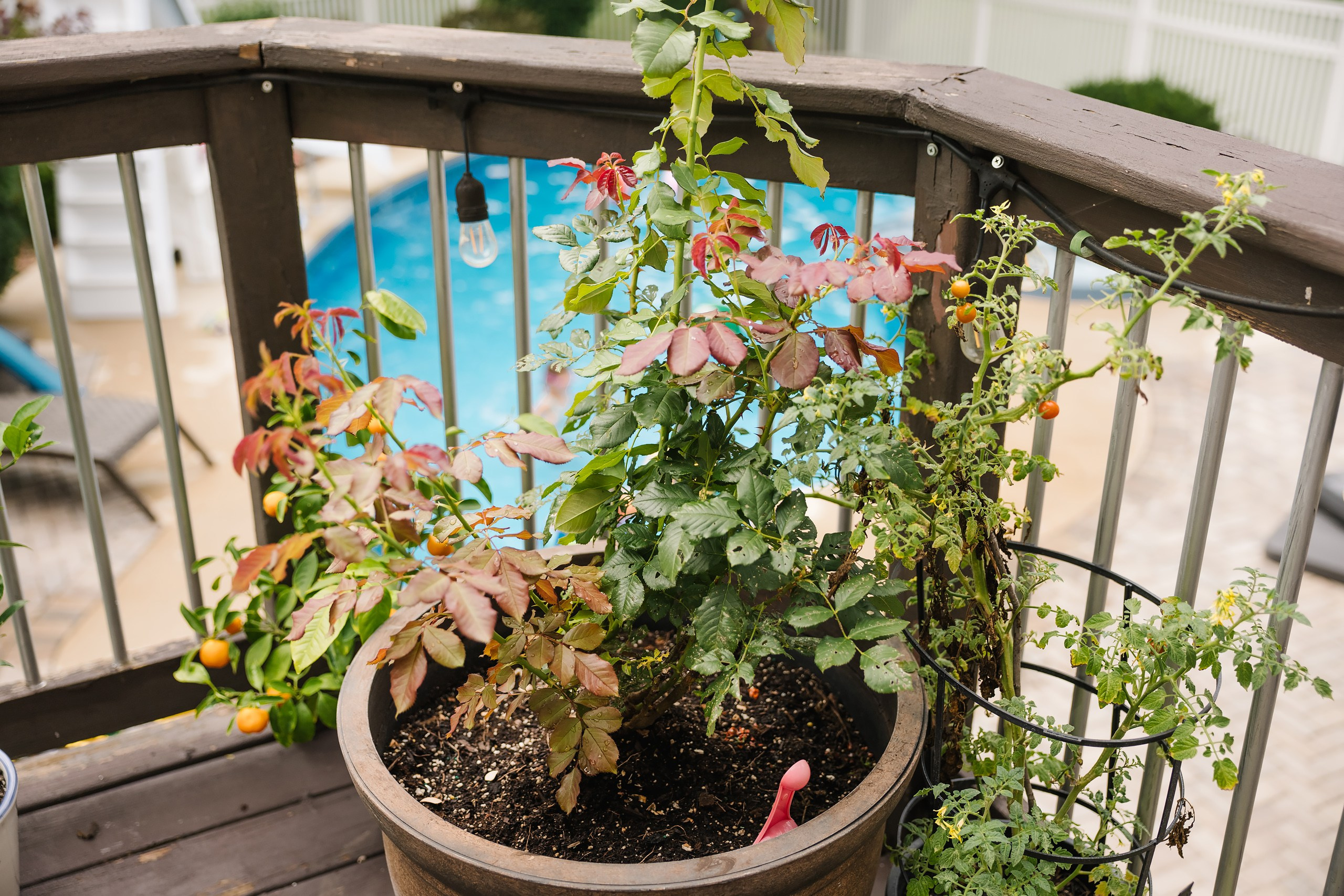 Birthday Party. Wedding family event photographer in Chicago Nick Yushevich