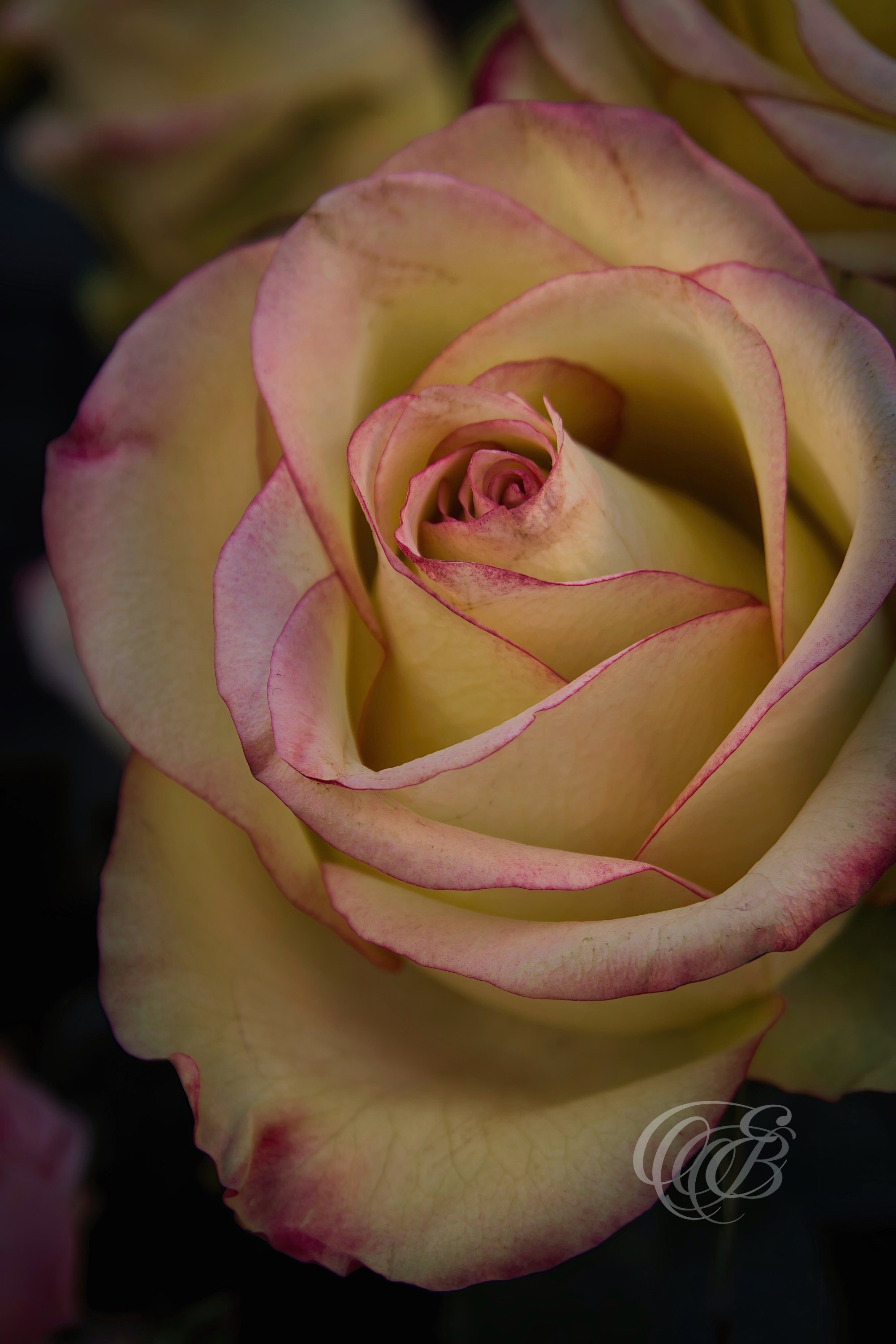 Photography of Italy — Campo de’ Fiori Rose — Eduardo Bartoli Fine Art & Travel Photography