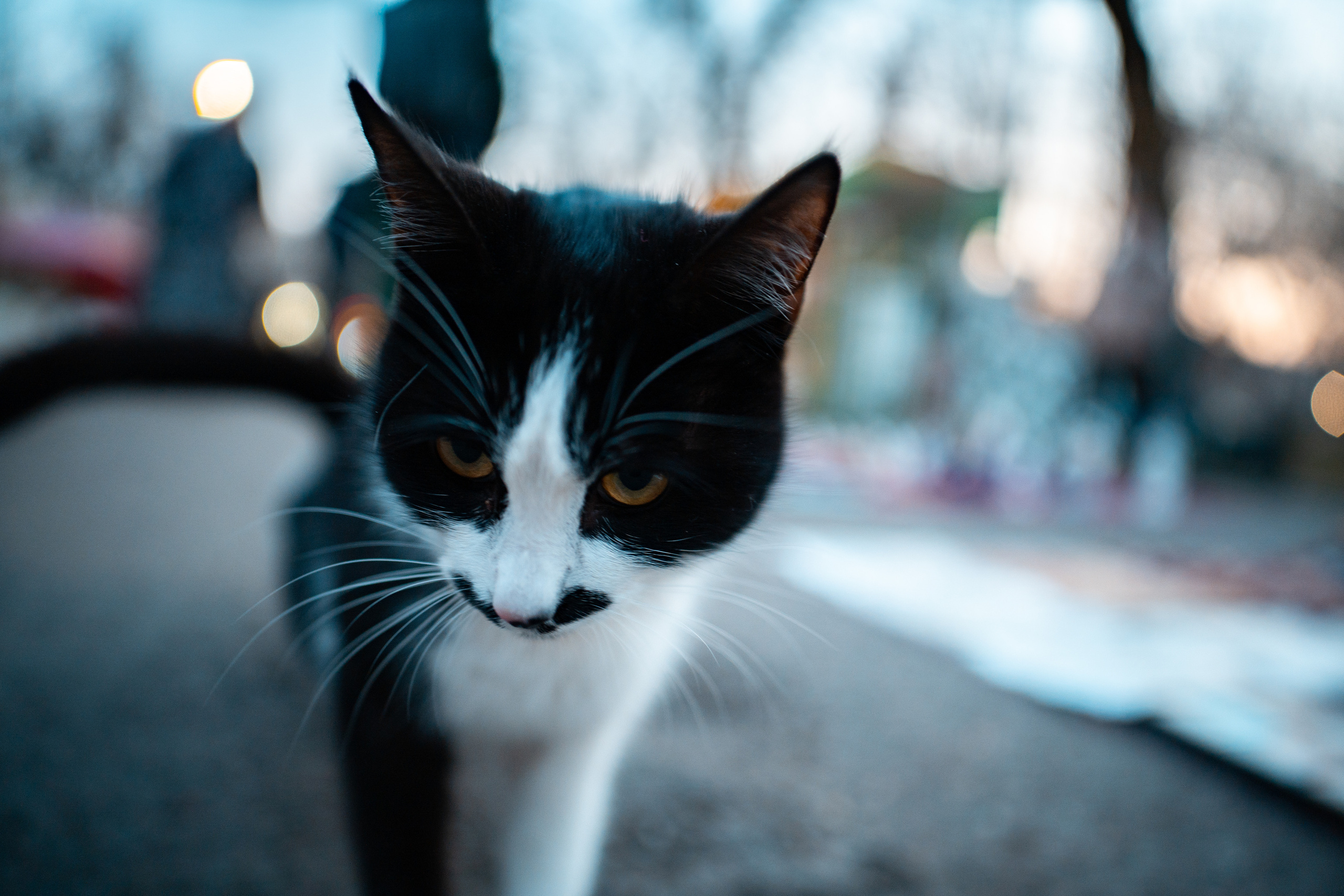 Sigma 20 mm F1.4 DG DN Art. Фотограф Григорий Кравец