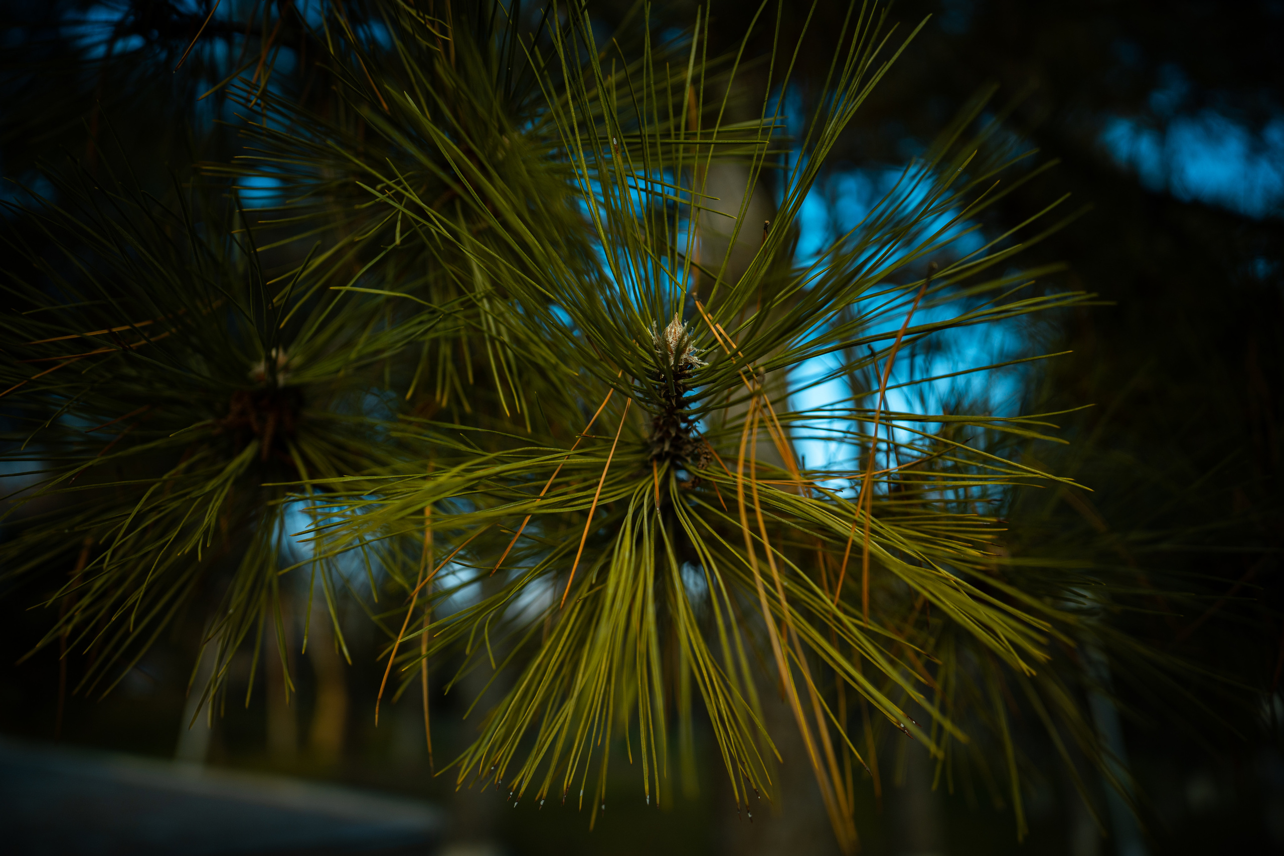 Sigma 20 mm F1.4 DG DN Art. Фотограф Григорий Кравец