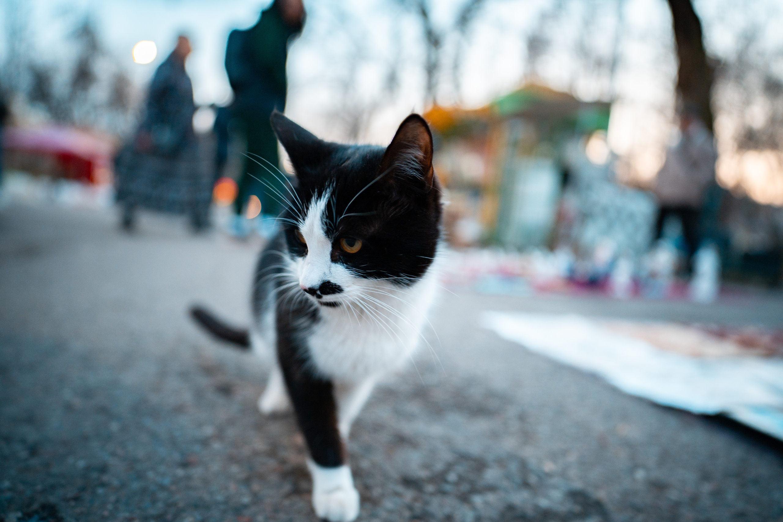 Sigma 20 mm F1.4 DG DN Art. Фотограф Григорий Кравец