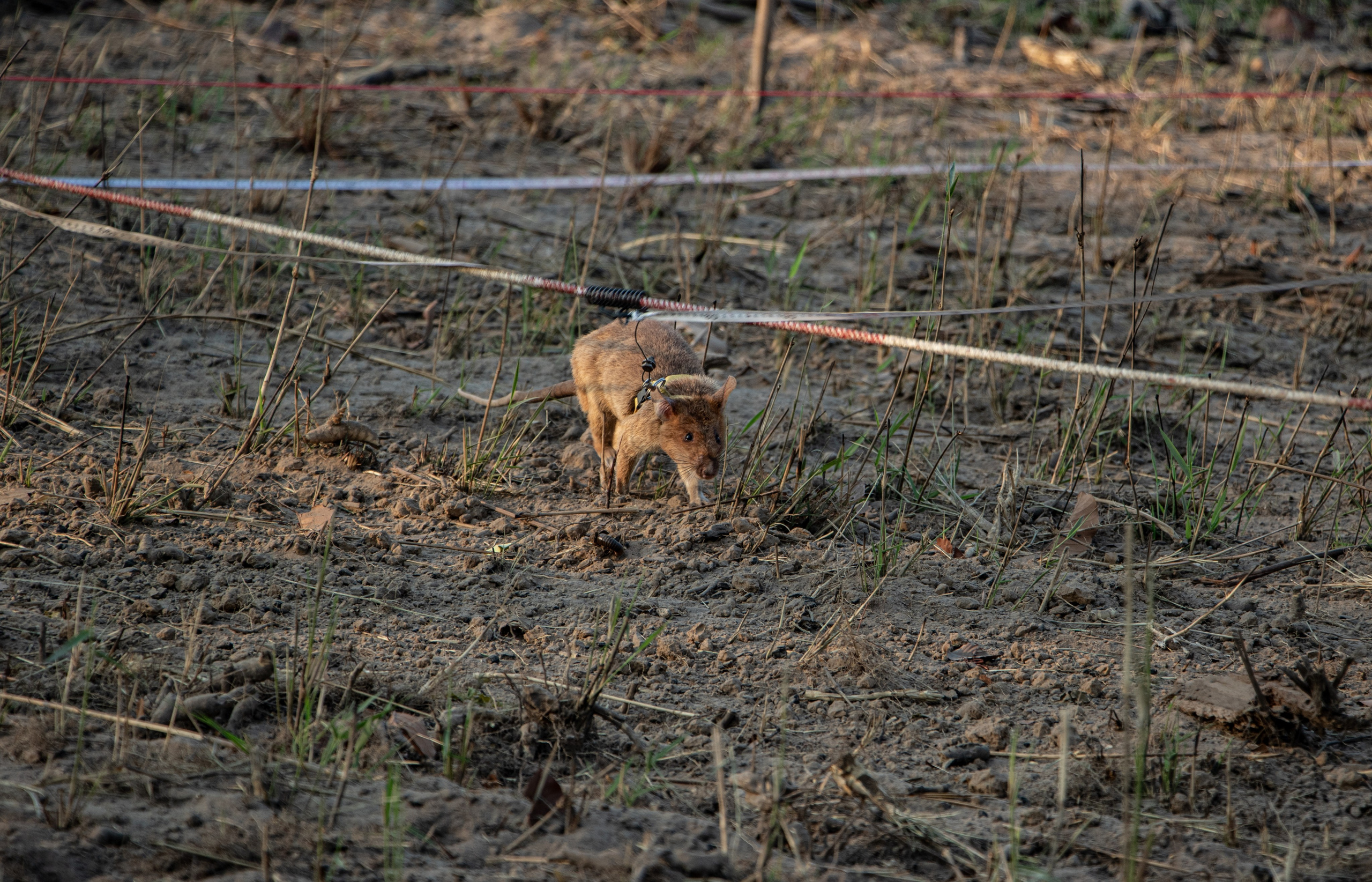 Un des rats d’APOPO en action sur le terrain, accomplissant une mission de déminage réelle, et non un simple entraînement.
