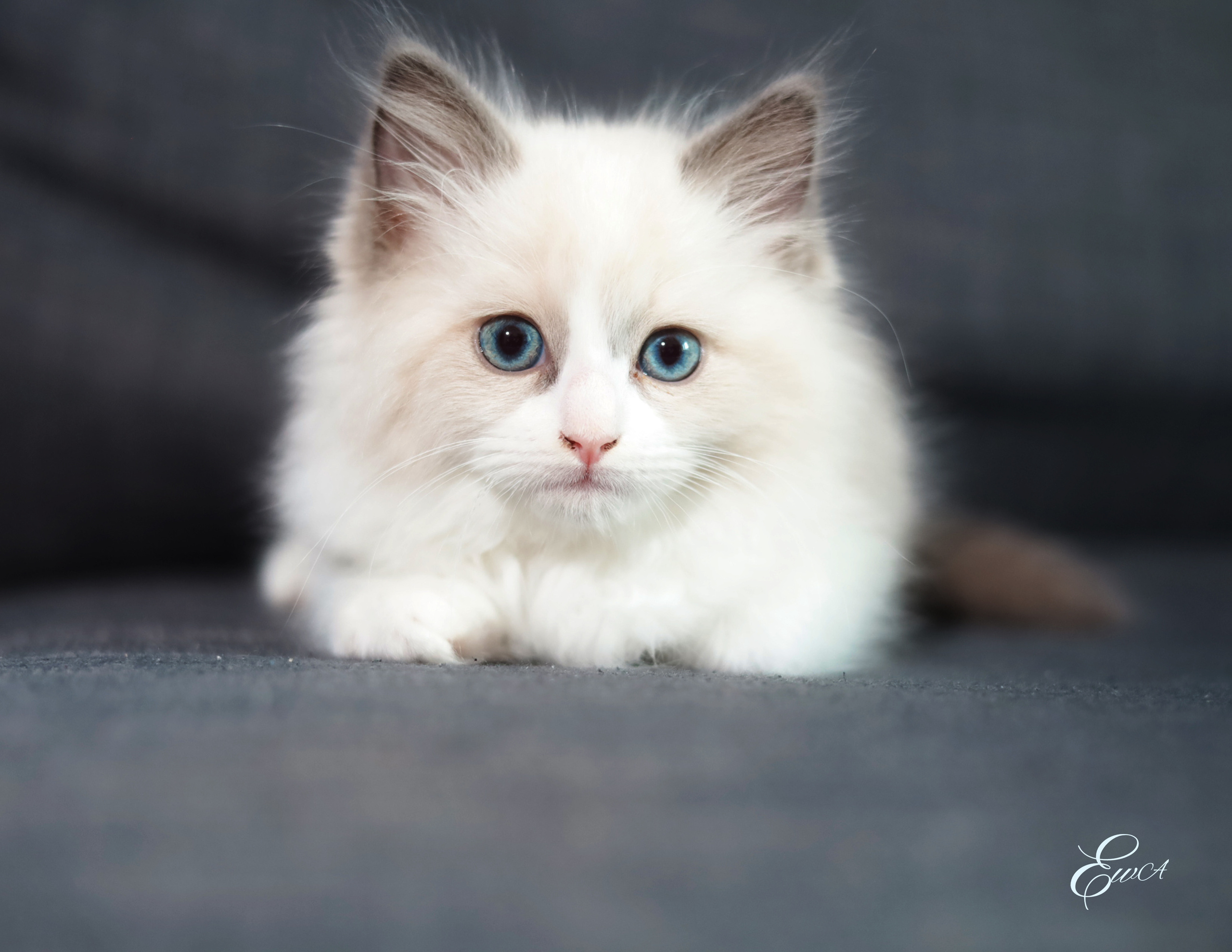 Le monde autour de nous. Photographe de famille à Montréal Ewa Molchanovskaya