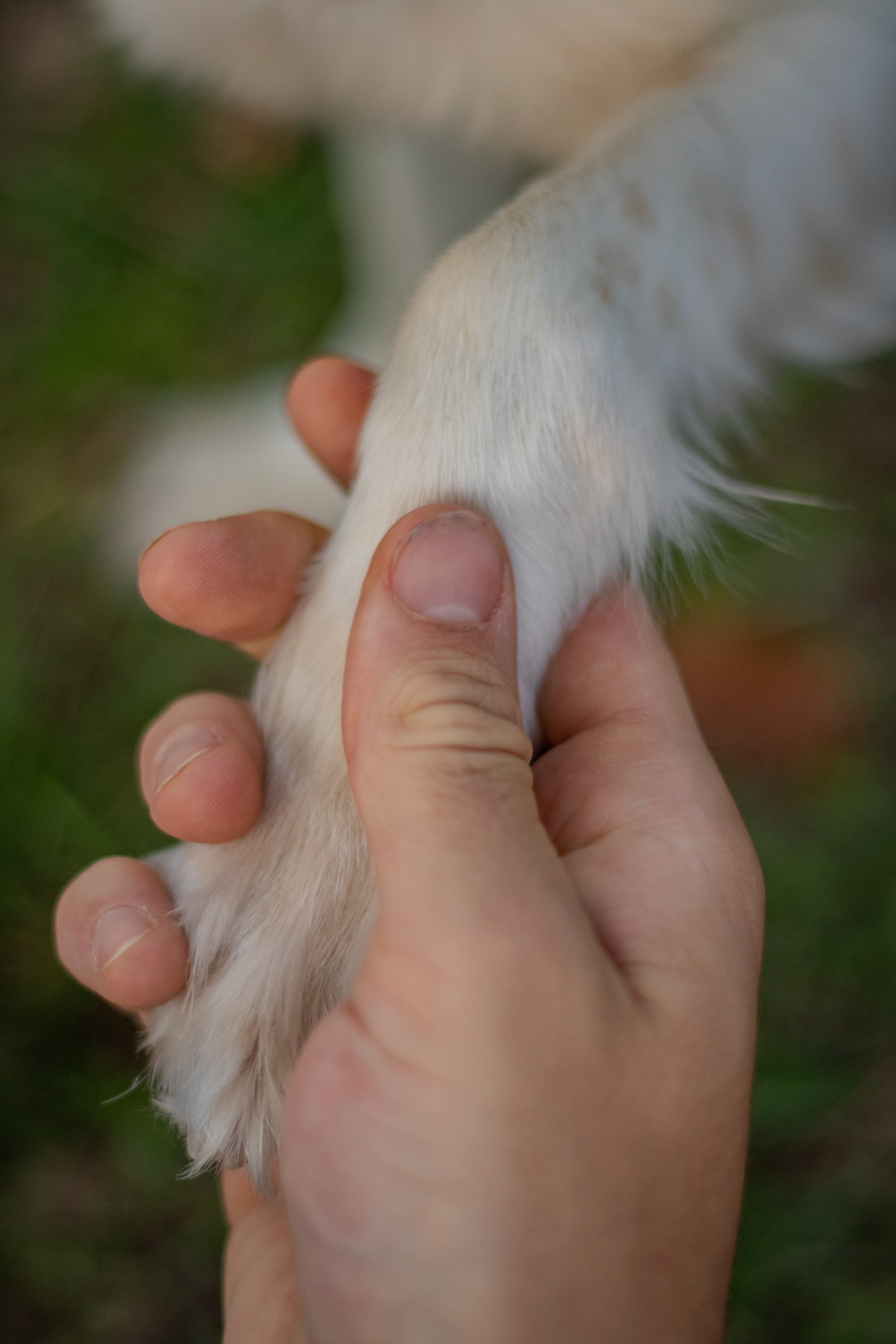 fotógrafo de mascotas estética