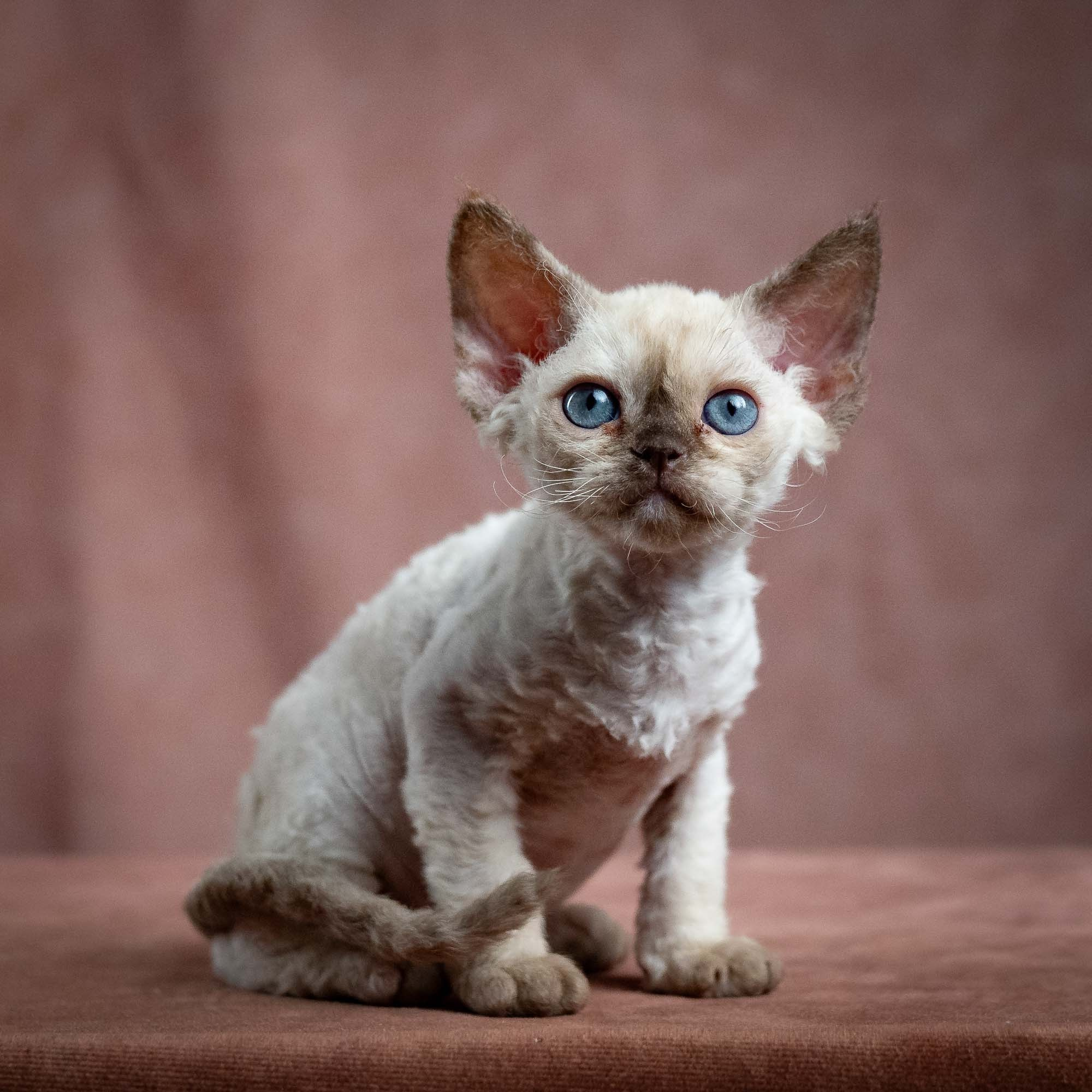 Luna, girl, born 12.20.2025. Devon Rex Pixie Cattery