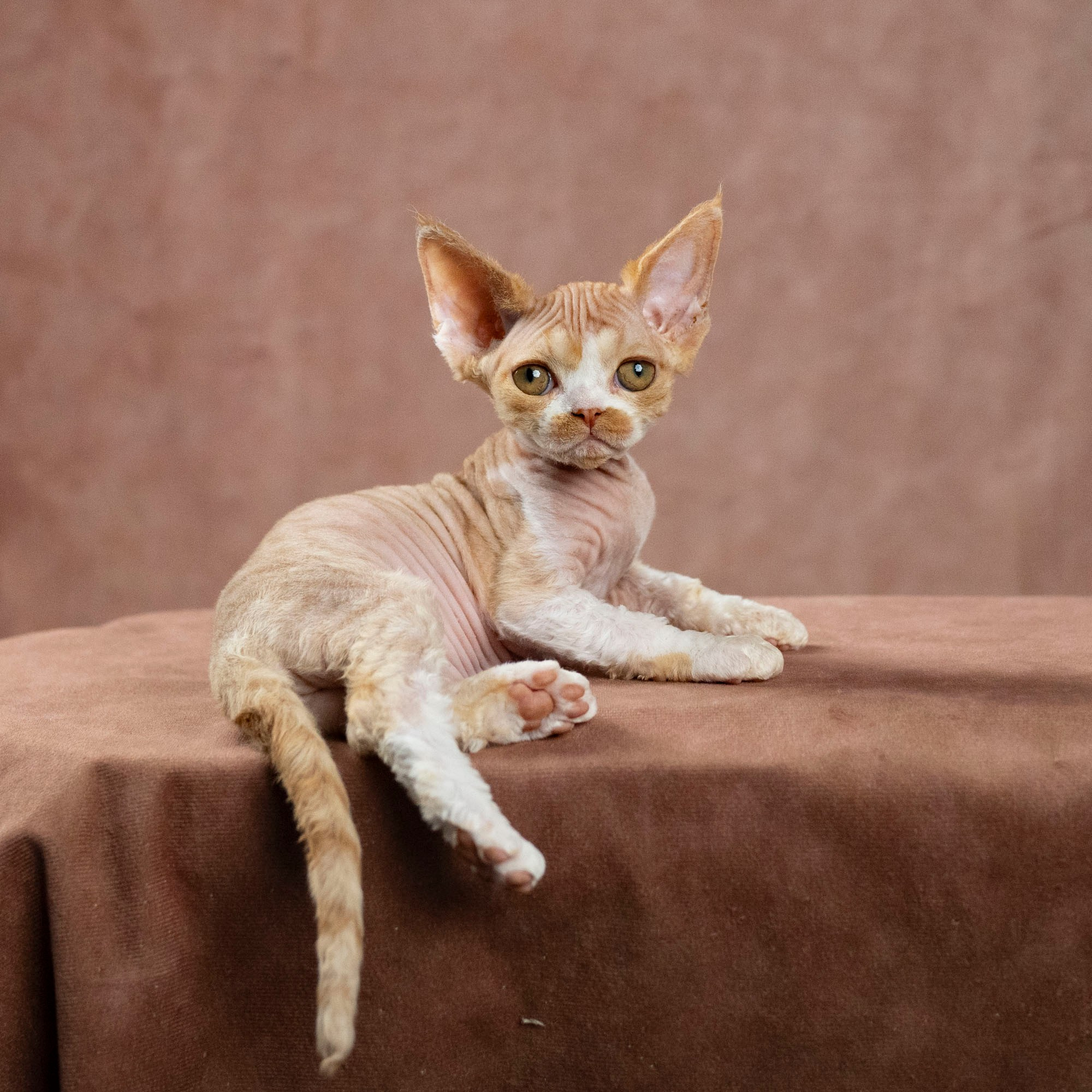 Dobby, boy. Devon Rex Pixie Cattery