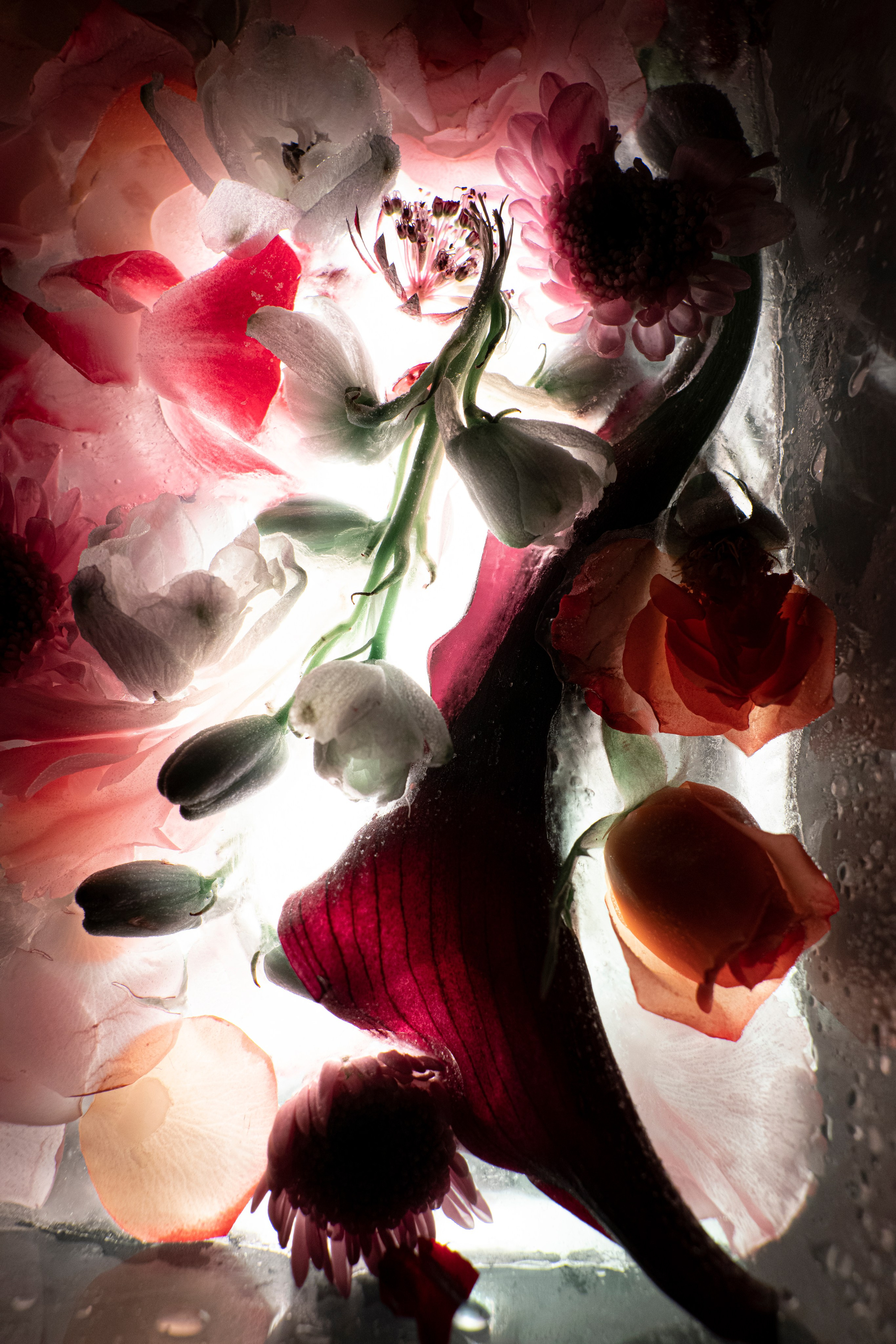 THEME: FLOWERS OF THE SOUL. Anna Omni — concept photographer and digital artist in Riga, Latvia