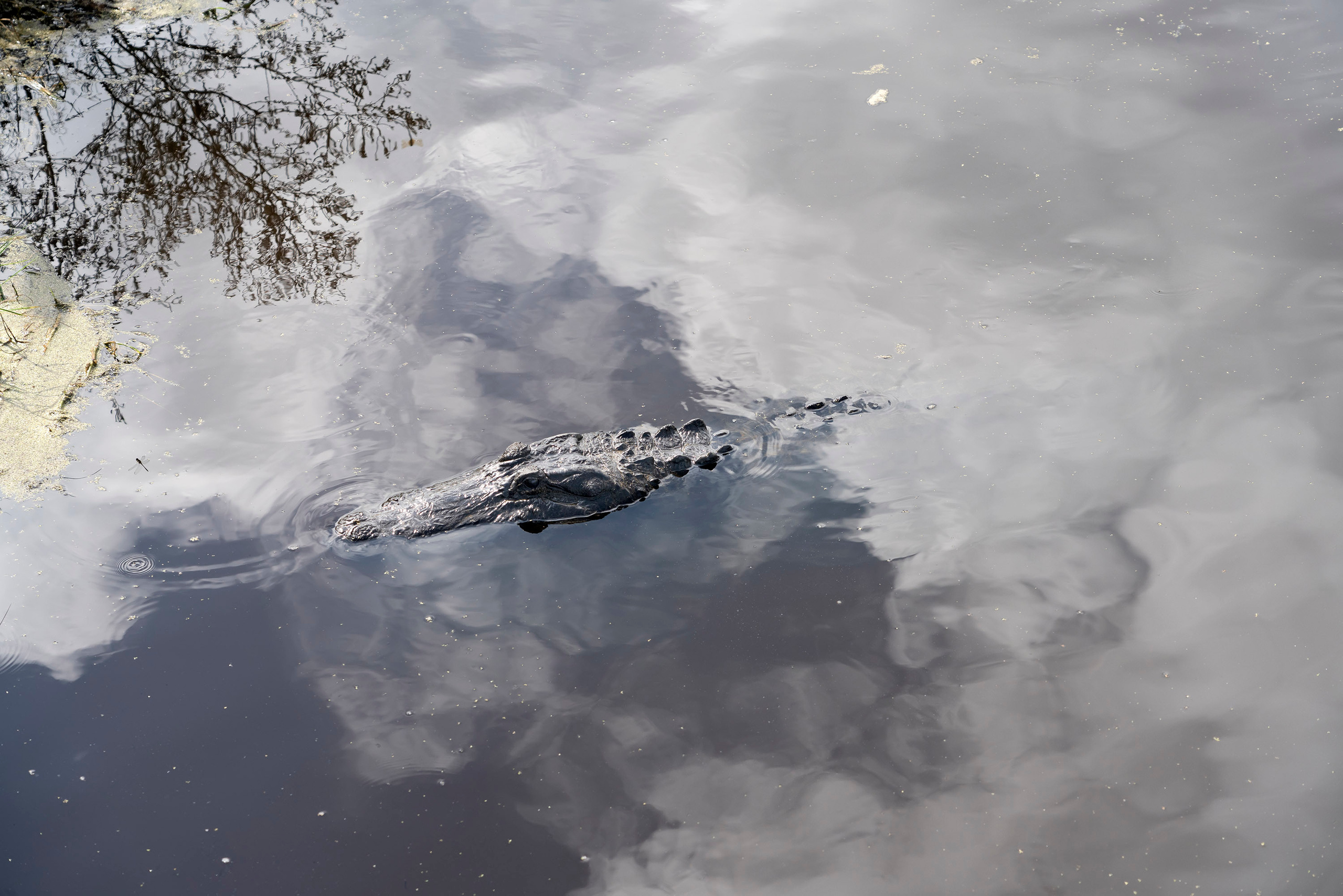 Brazos Bend State Park — Texas Parks and Wildlife. Photographer Irina Kozhemyakina. Houston