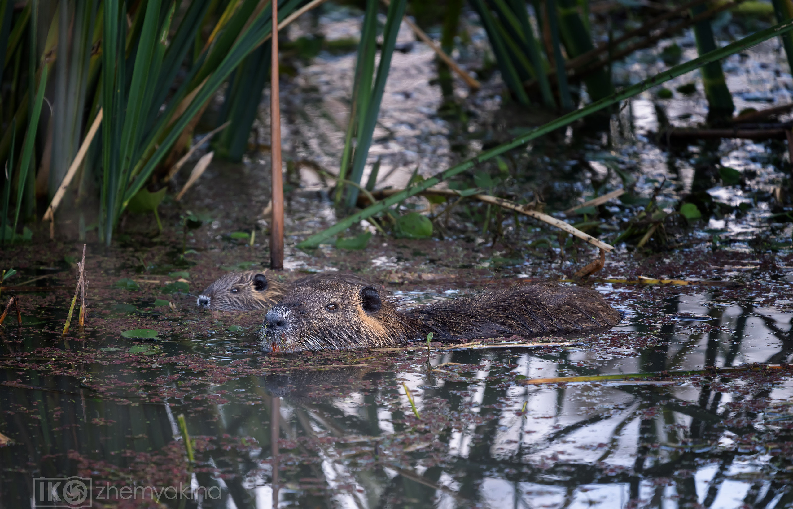 Brazos Bend State Park — Texas Parks and Wildlife. Photographer Irina Kozhemyakina. Houston