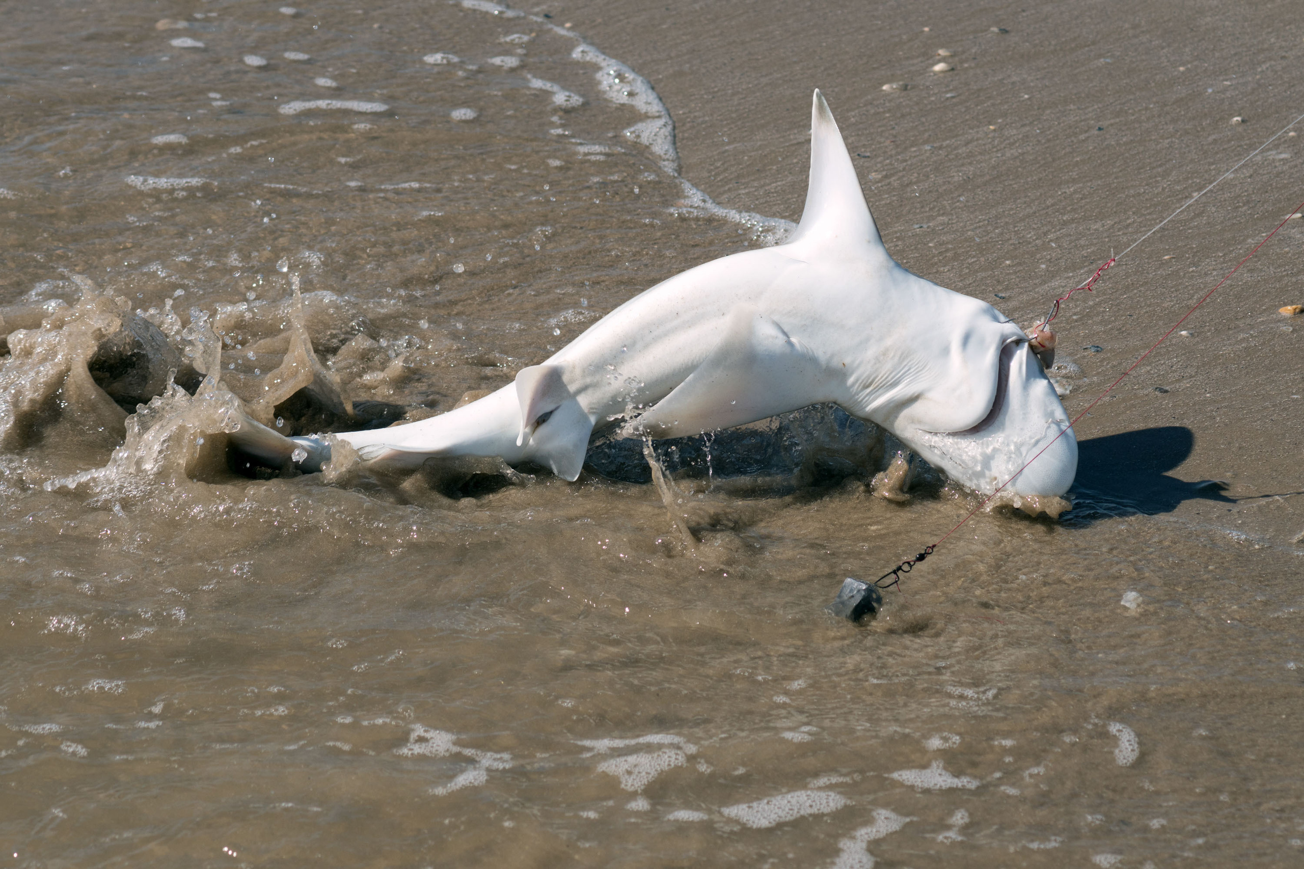 2017-10-15, Montagorda, sharks. Photographer Irina Kozhemyakina. Houston