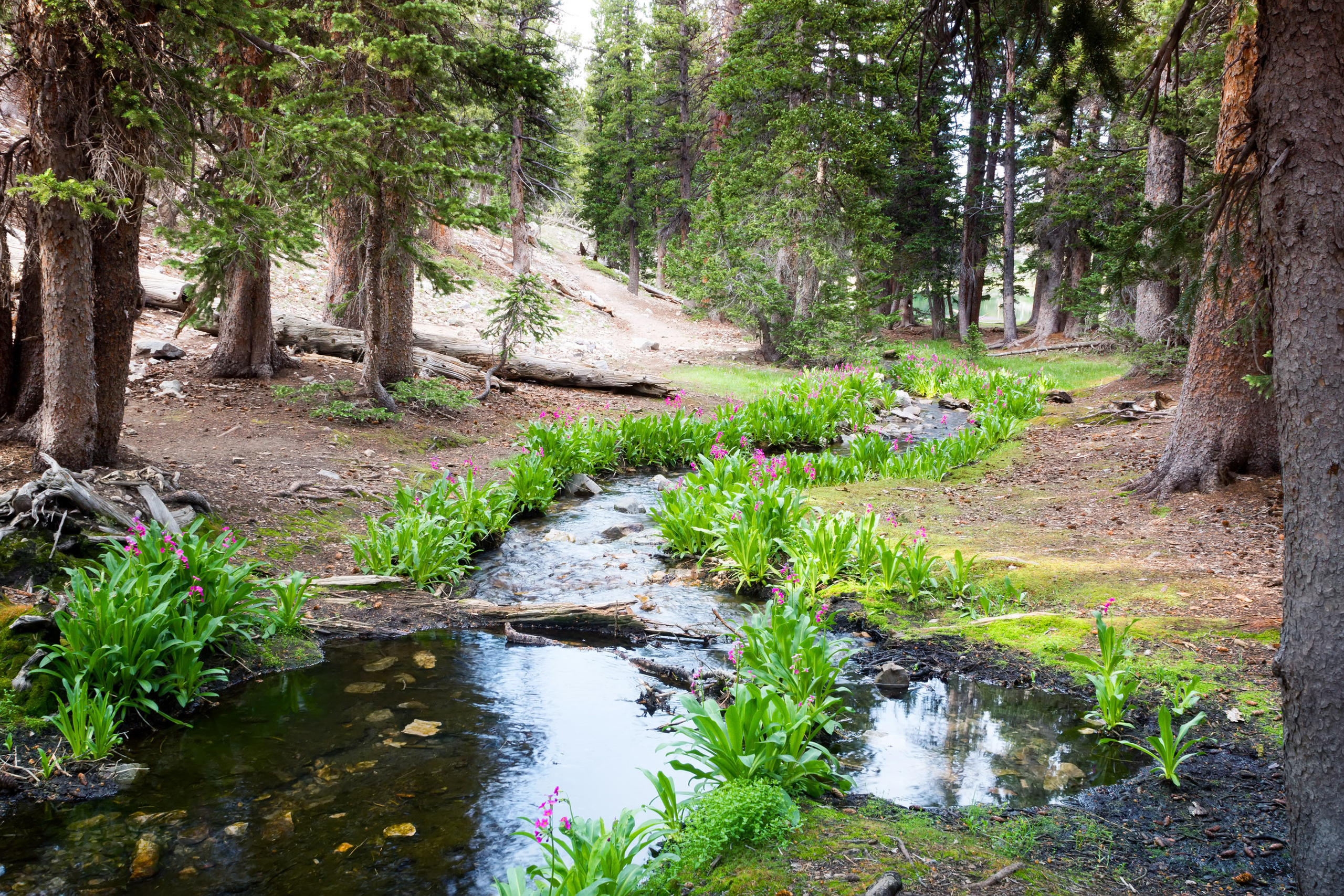 The landscapes. Photographer Irina Kozhemyakina. Houston