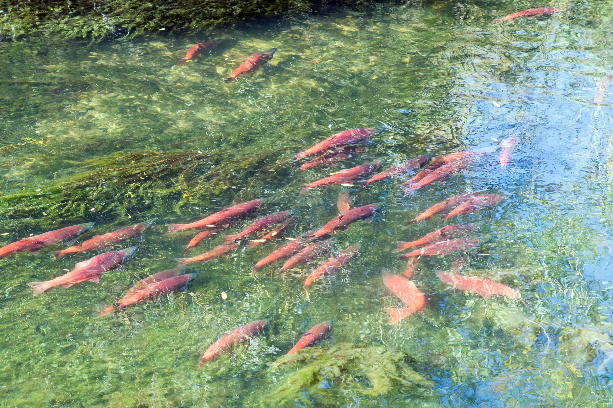 The landscapes. Photographer Irina Kozhemyakina. Houston