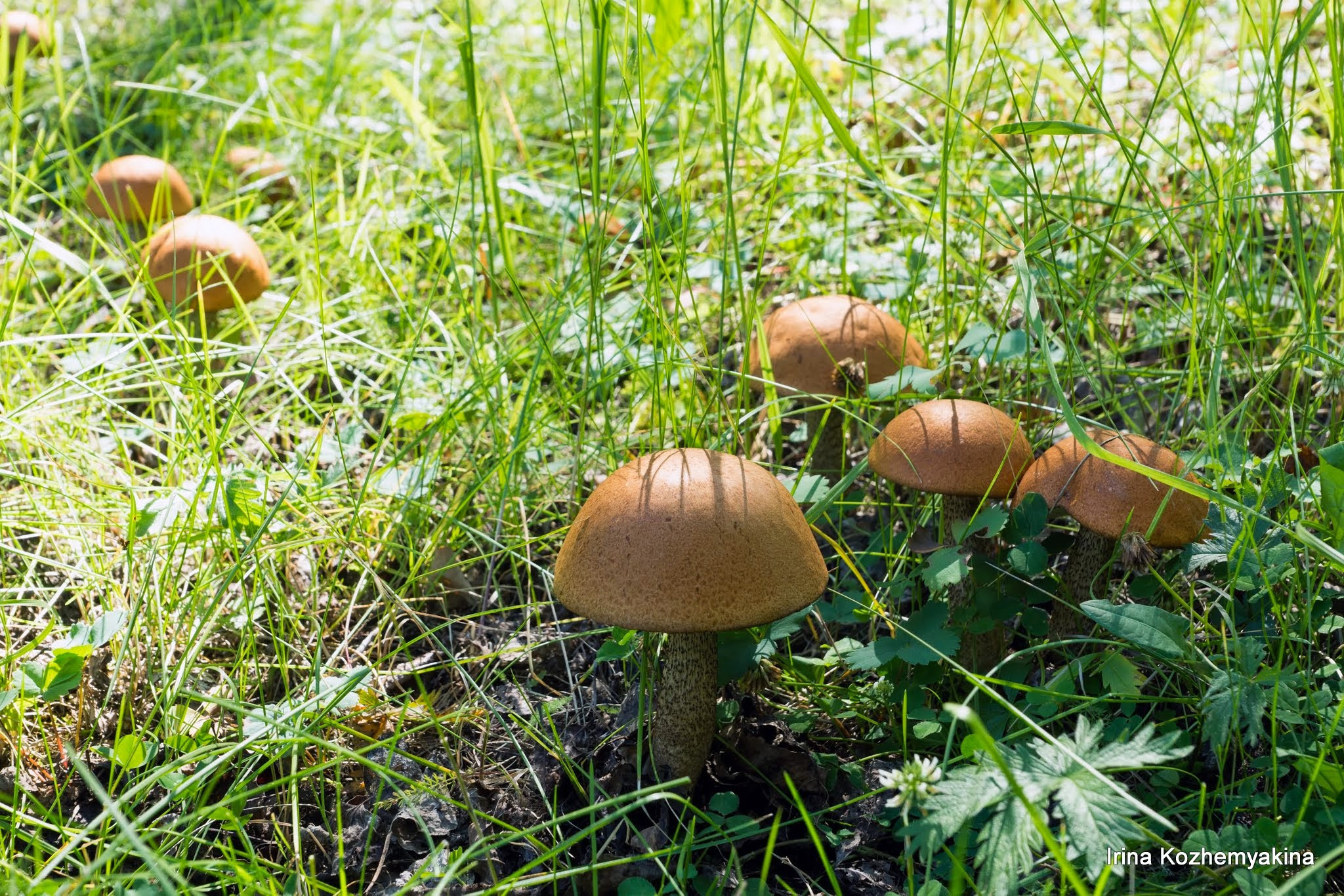 В это воскресение было море подосиновиков