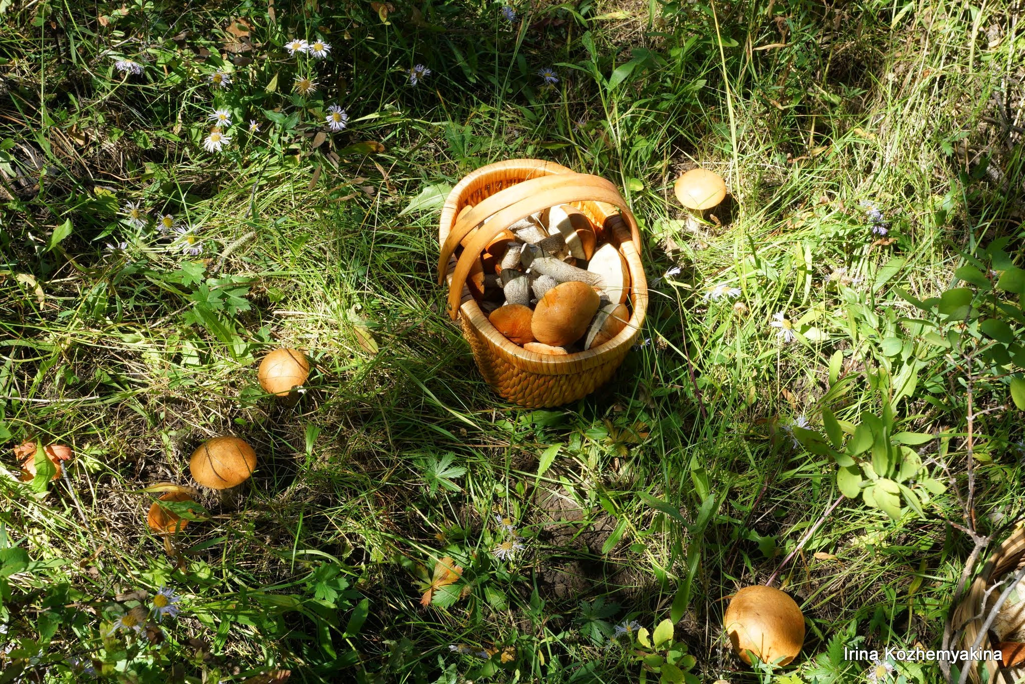 2014-08-10, Mushrooms. Photographer Irina Kozhemyakina. Houston