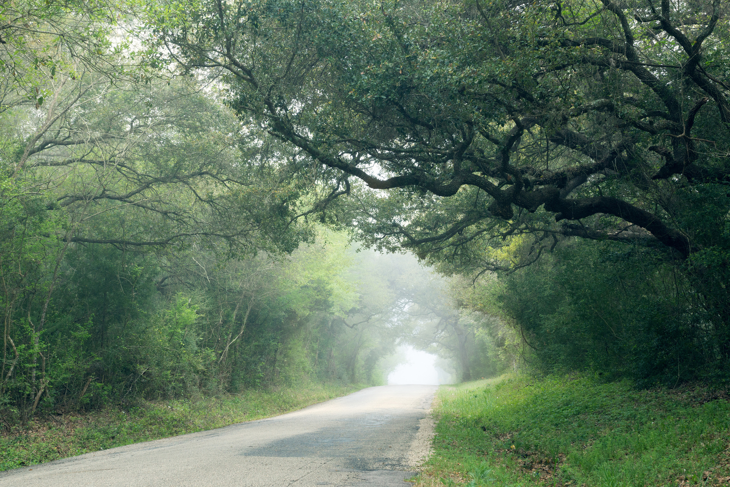 Bluebonnets. Photographer Irina Kozhemyakina. Houston