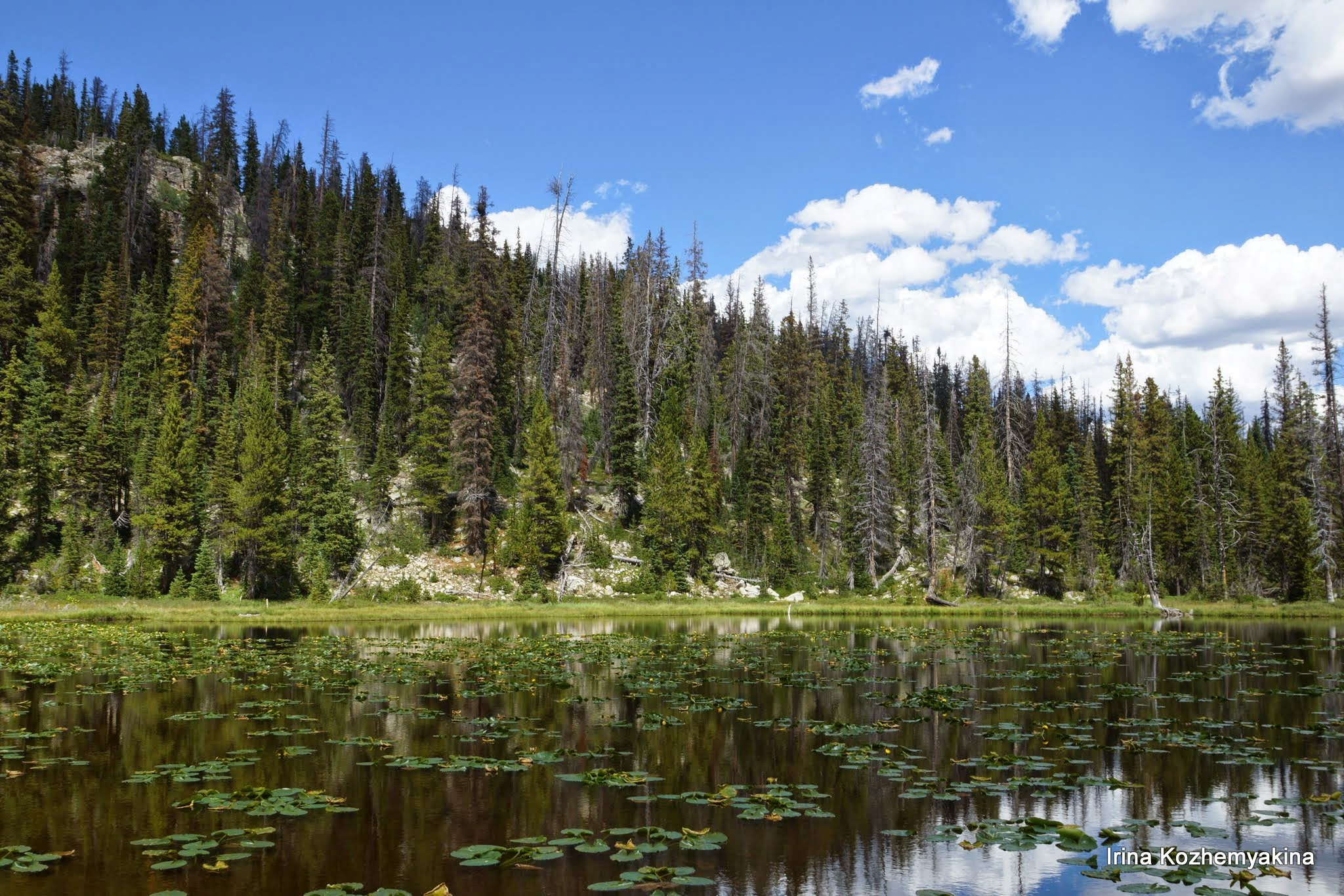 2014-08-10, Mushrooms. Photographer Irina Kozhemyakina. Houston