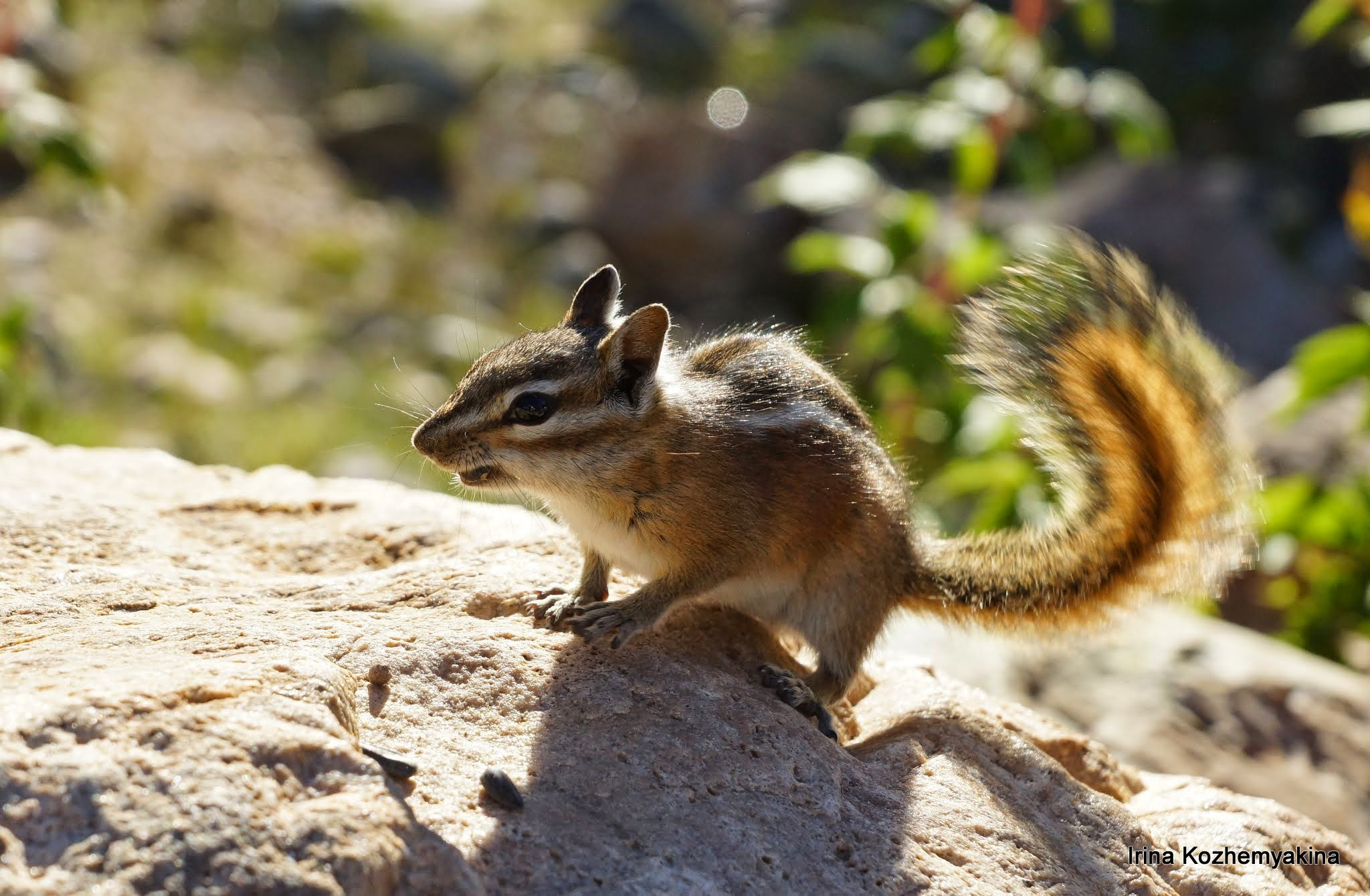 2014-08-10, Mushrooms. Photographer Irina Kozhemyakina. Houston