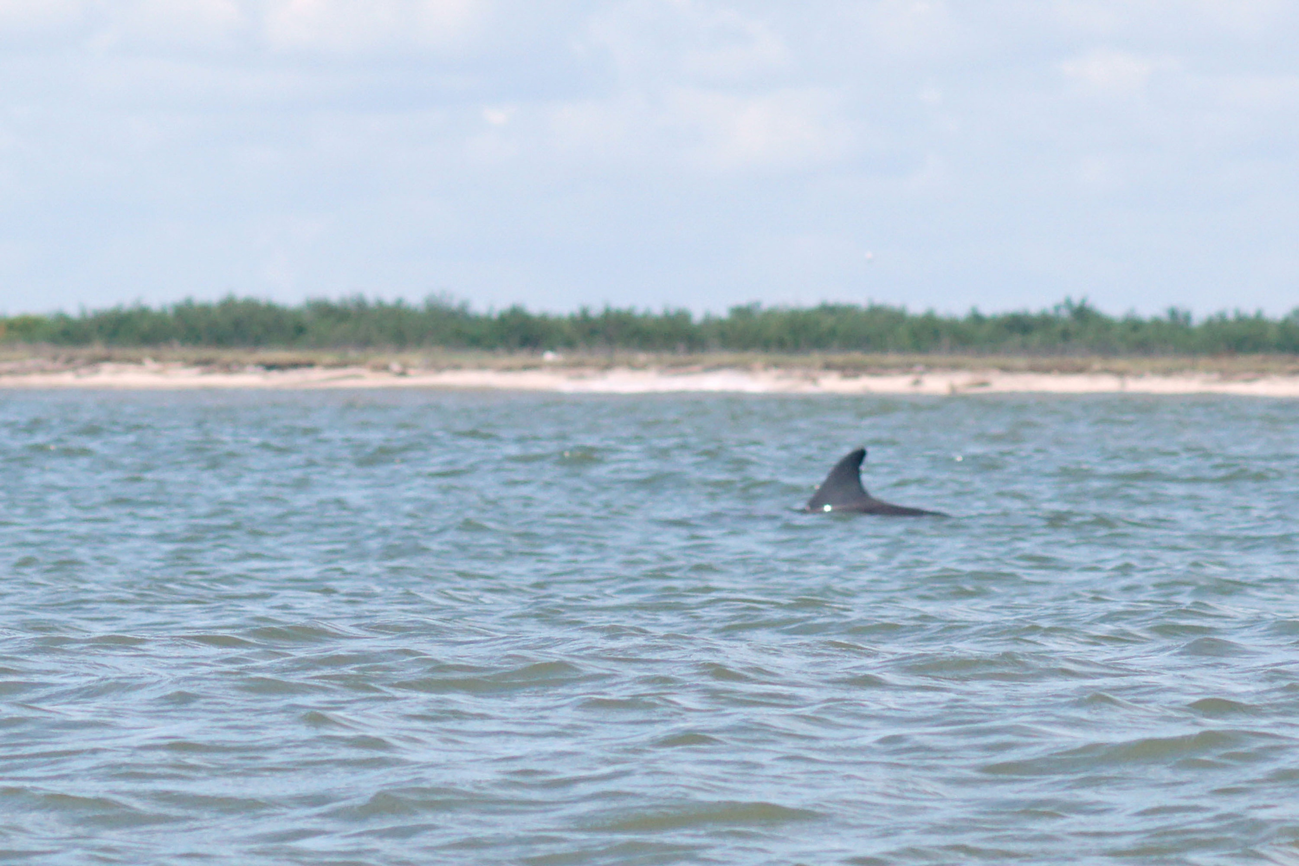 2017-10-15, Montagorda, sharks. Photographer Irina Kozhemyakina. Houston