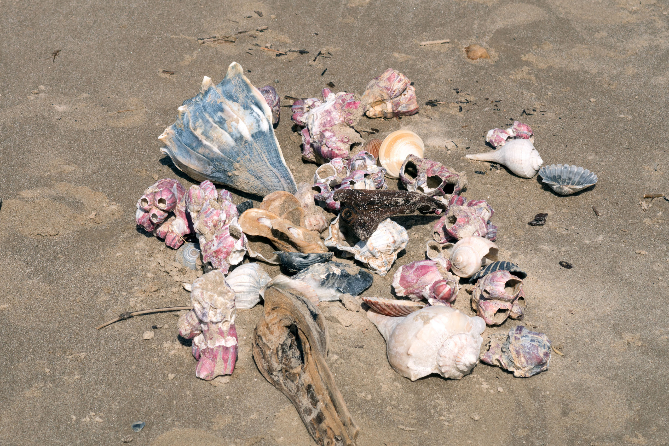 Так как там народу мало бывает, то пособирали немного ракушек. В основном были большие болянусы