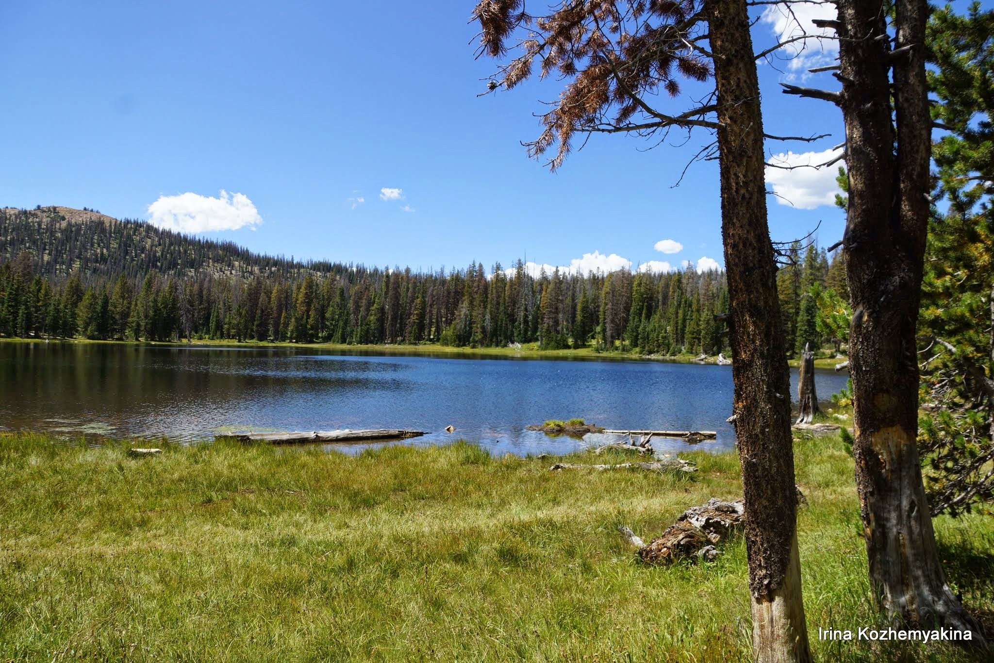 2014-08-10, Mushrooms. Photographer Irina Kozhemyakina. Houston