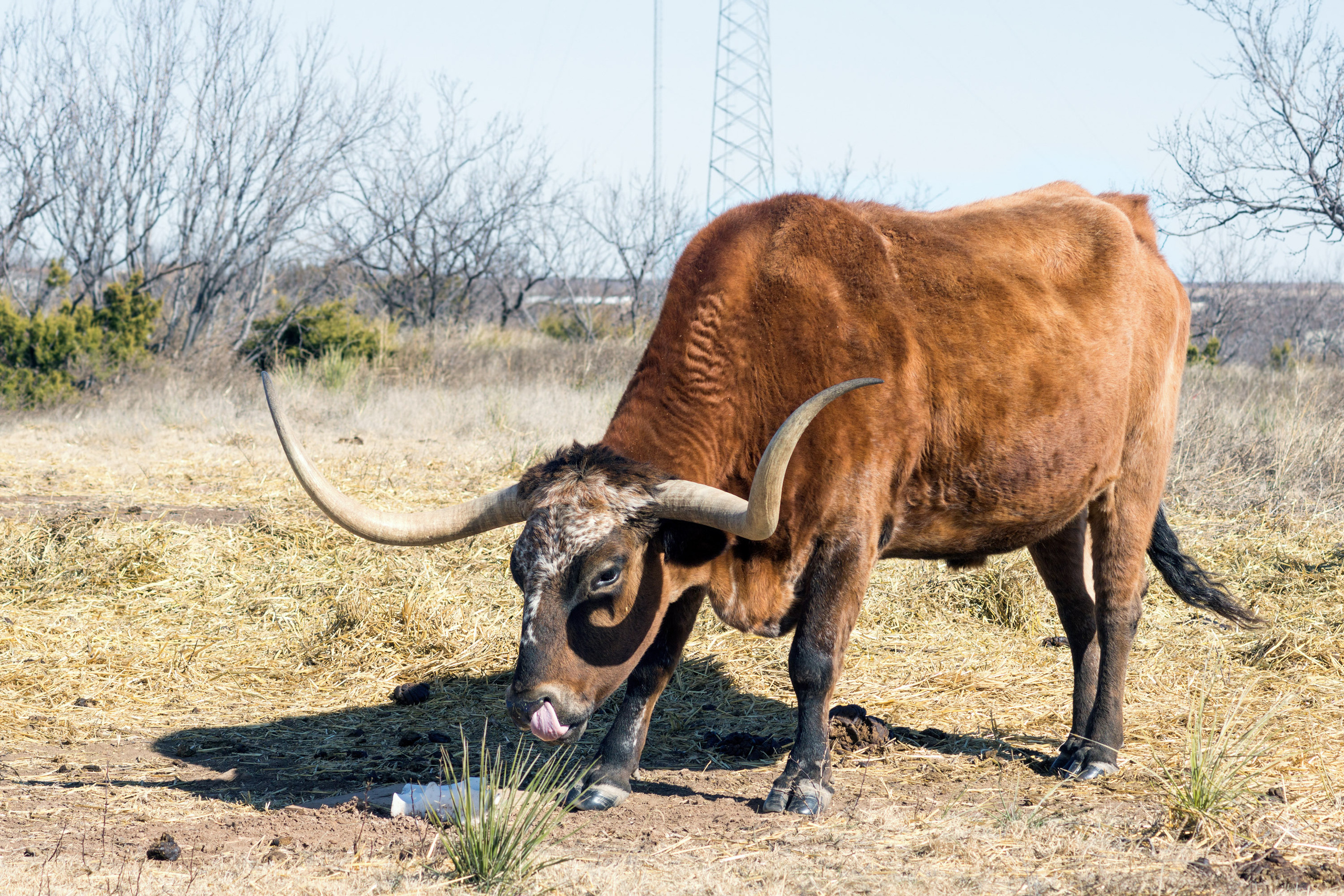The landscapes. Photographer Irina Kozhemyakina. Houston