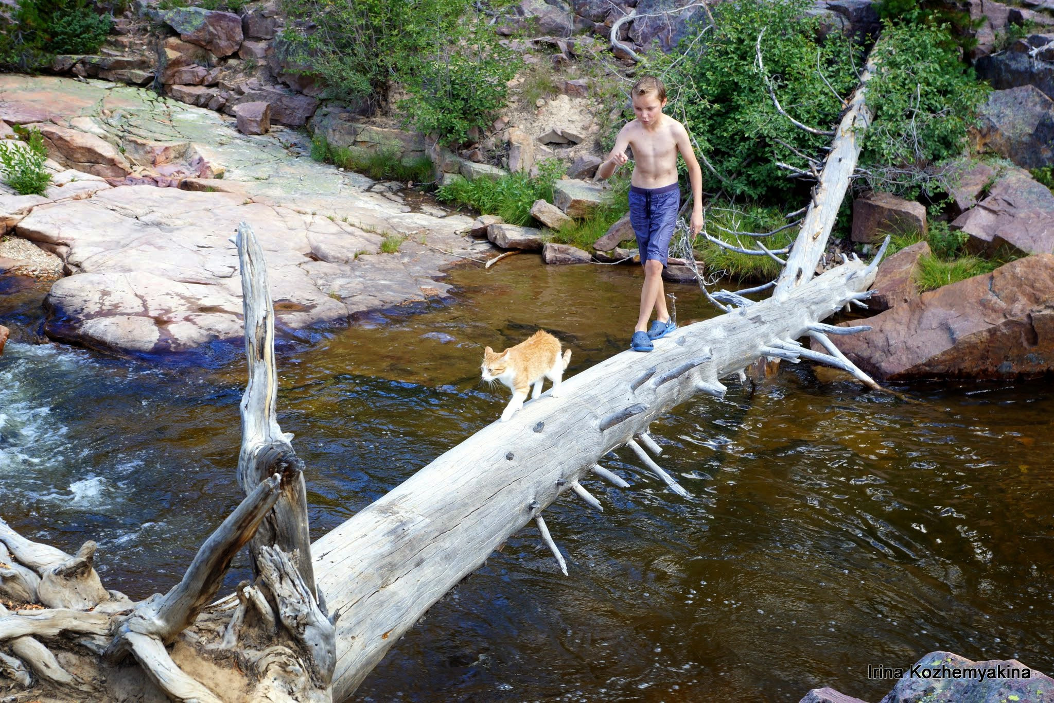 2014-08-10, Mushrooms. Photographer Irina Kozhemyakina. Houston