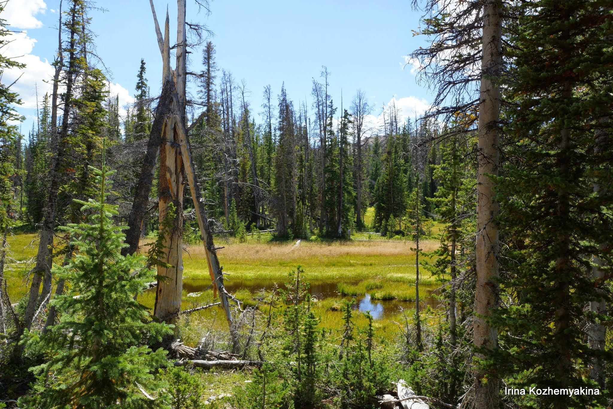 2014-08-10, Mushrooms. Photographer Irina Kozhemyakina. Houston